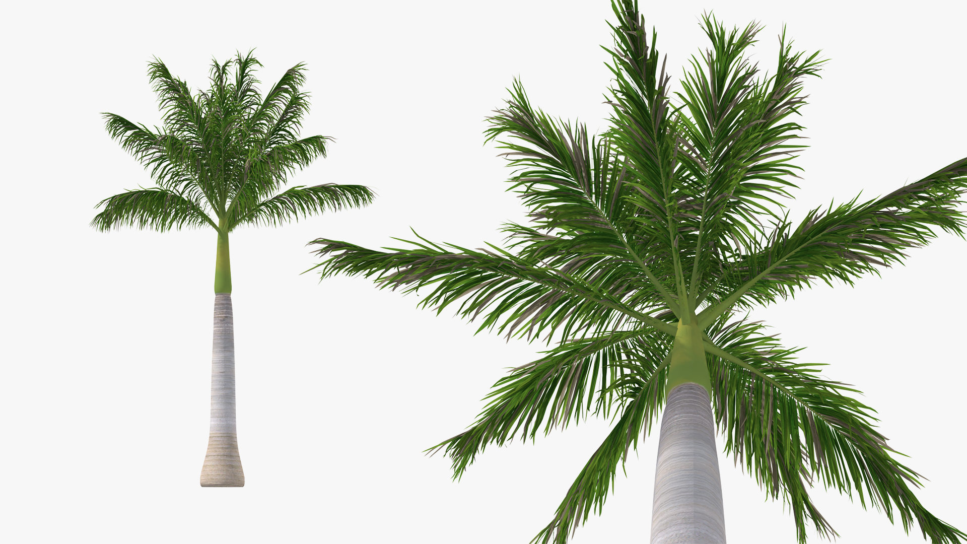 3D model Roystonea Regia Palm