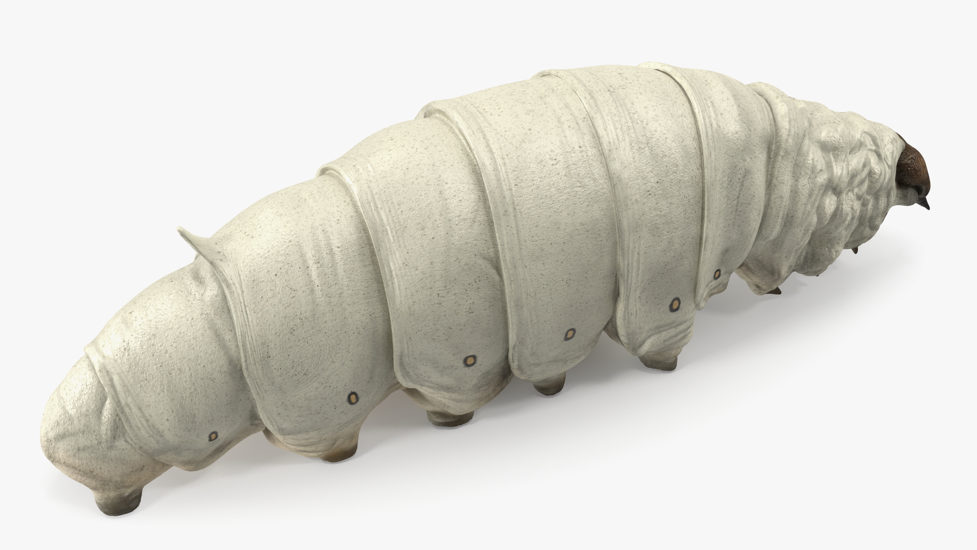 3D model Silkworm White Rigged for Maya