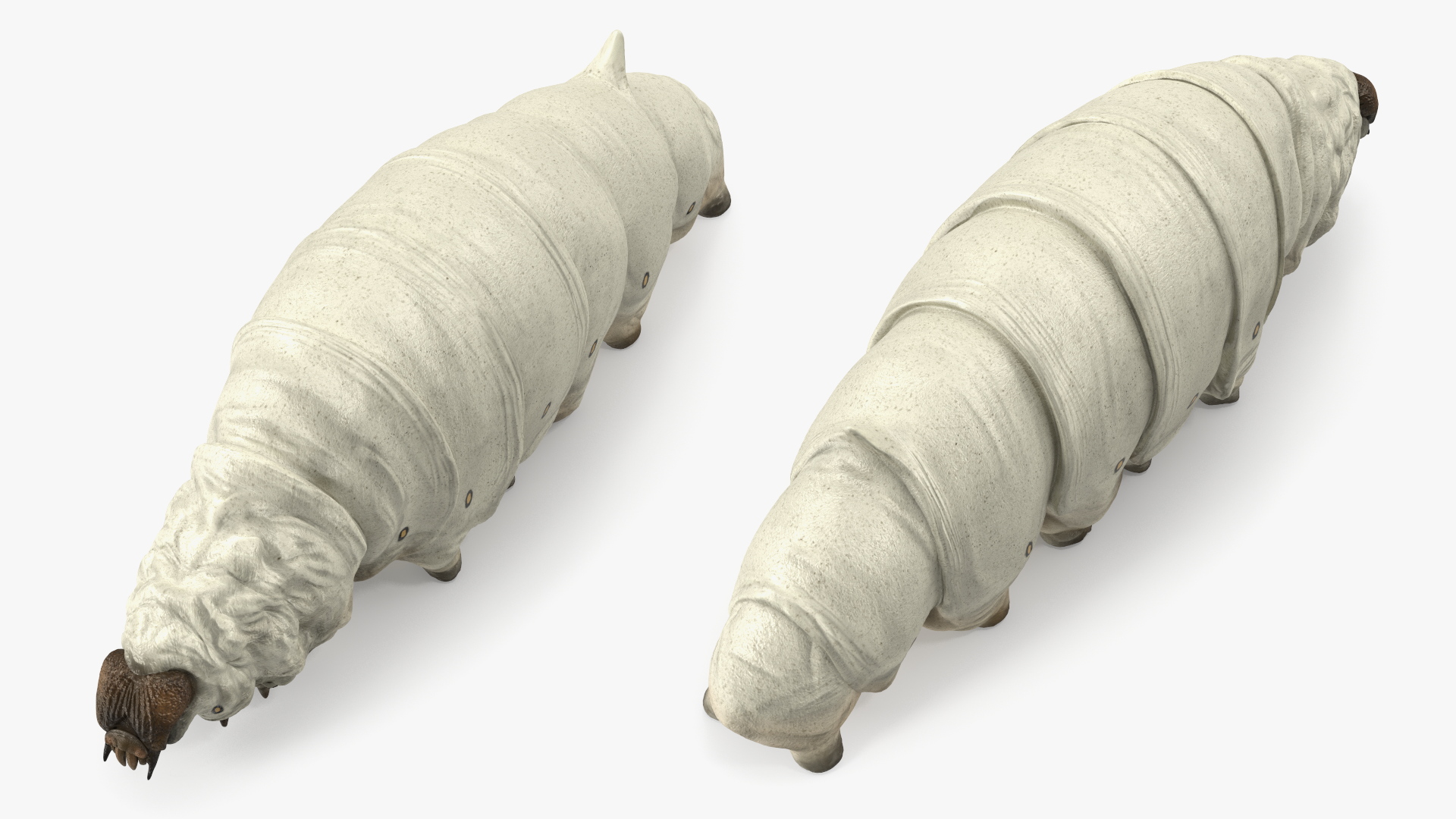 3D model Silkworm White Rigged for Maya