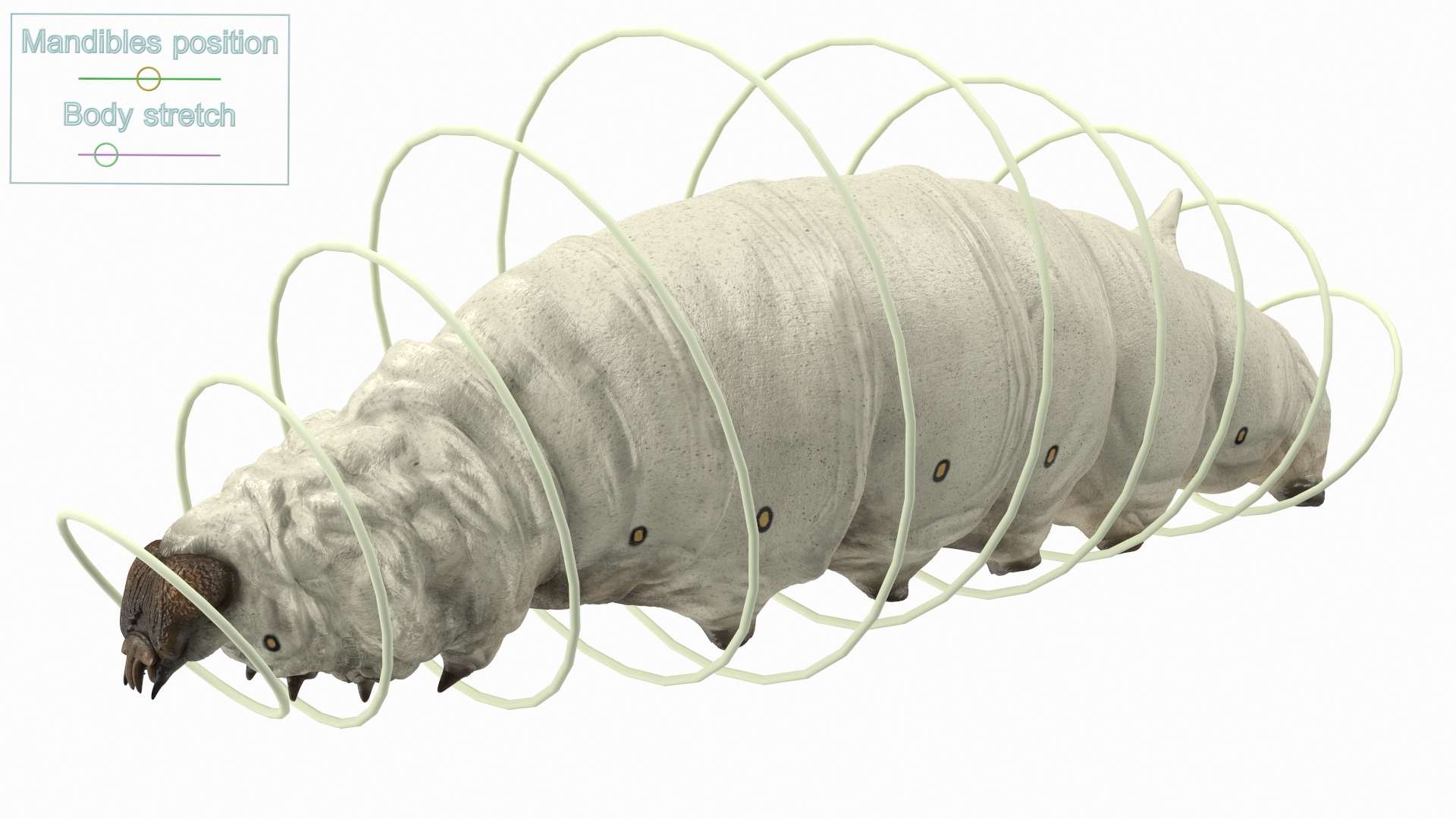 3D model Silkworm White Rigged for Maya