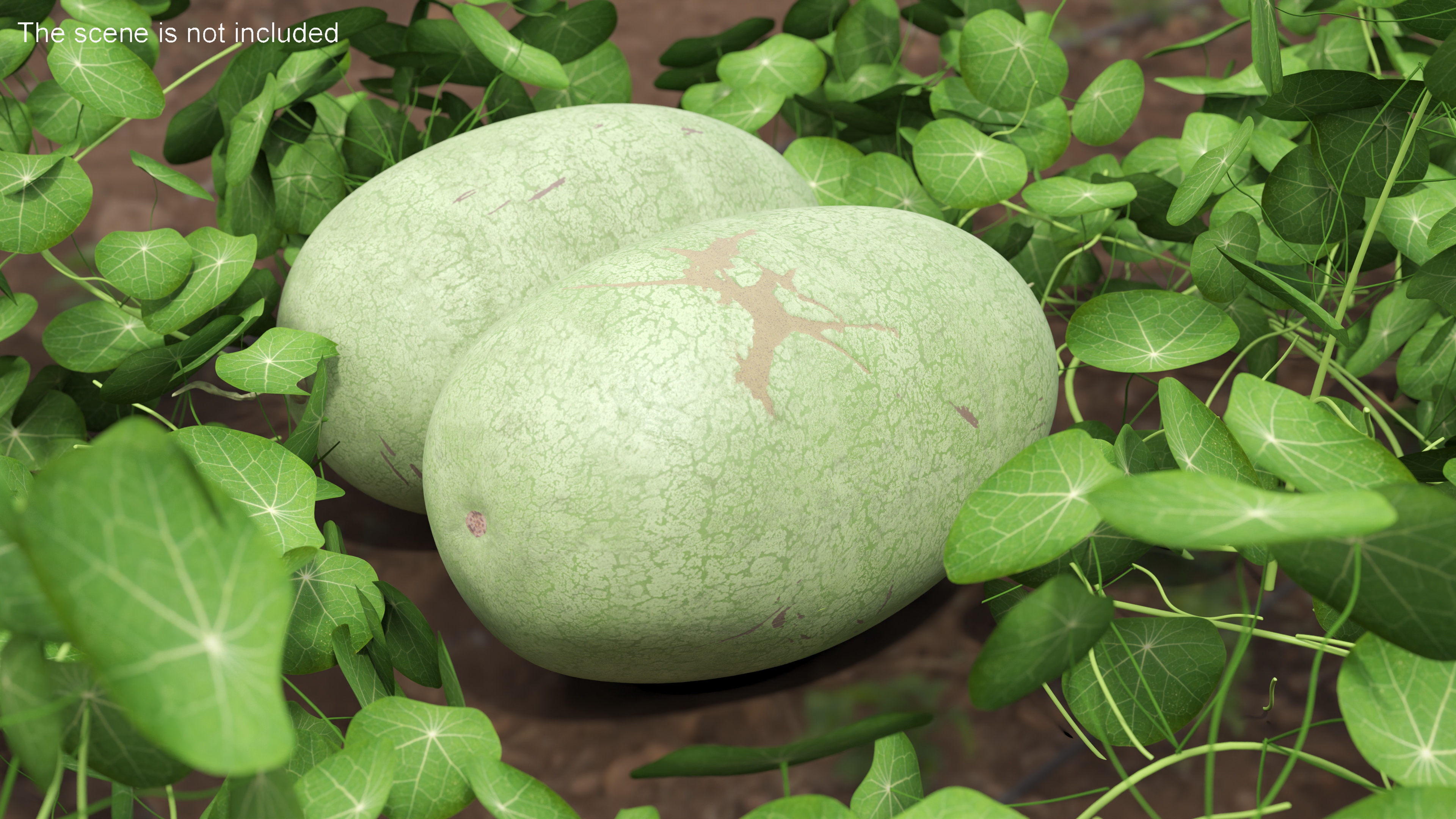 3D Charleston Gray Oblong Watermelon model