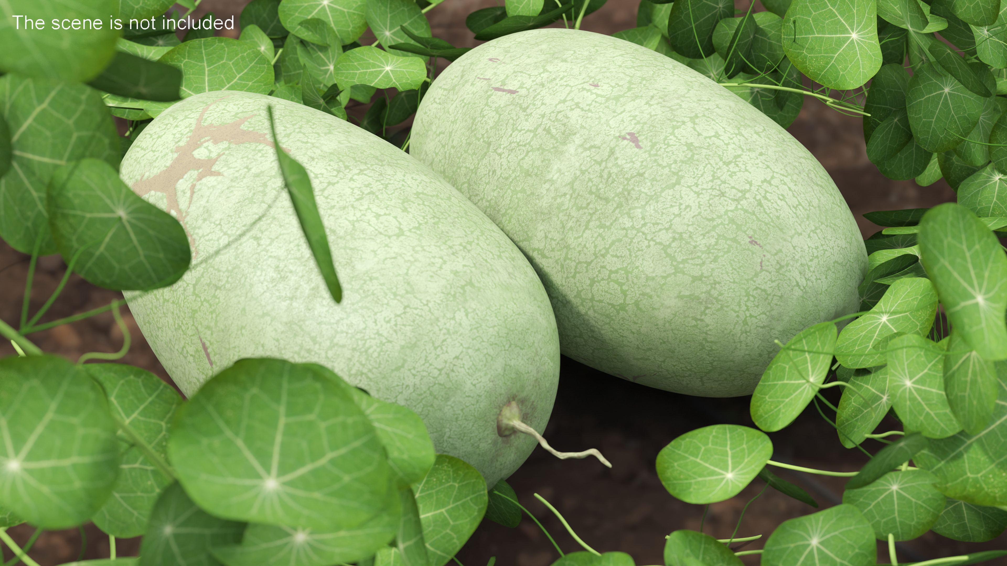 3D Charleston Gray Oblong Watermelon model