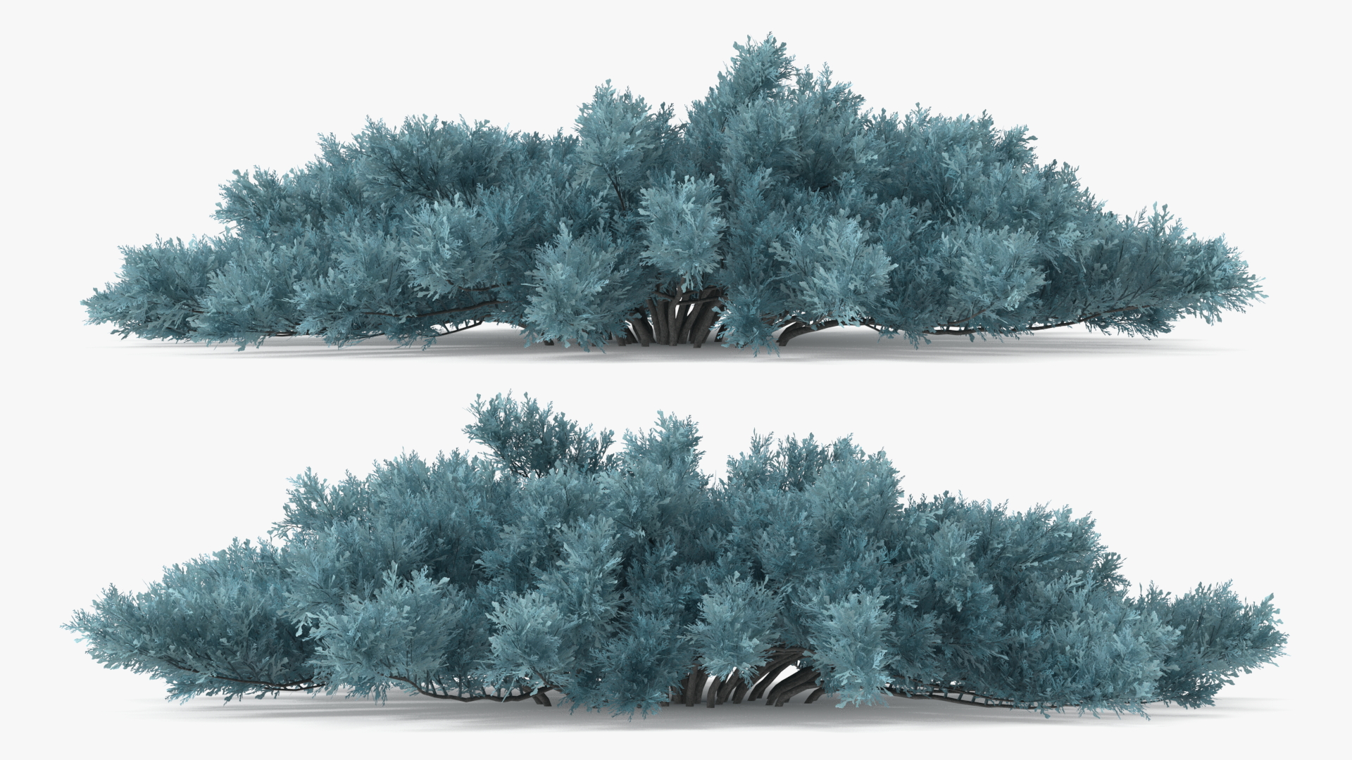 3D model Savin Juniper Large Shrub Blue