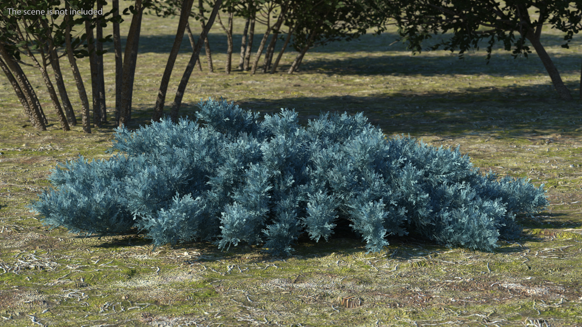 3D model Savin Juniper Large Shrub Blue