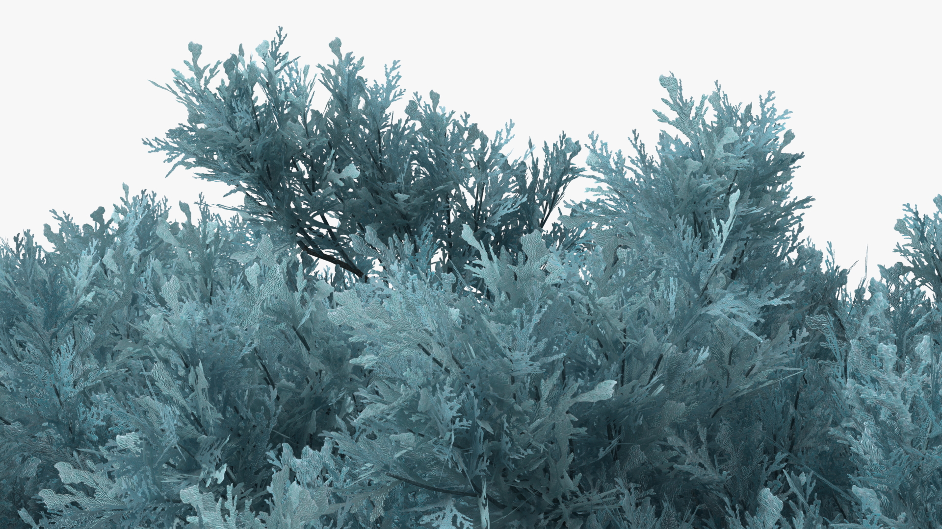 3D model Savin Juniper Large Shrub Blue