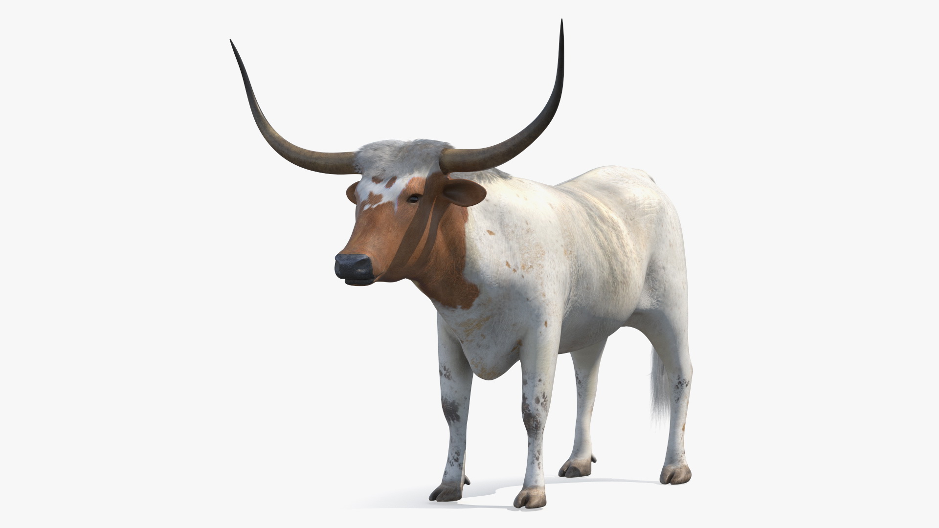 3D Texas Longhorn White Color