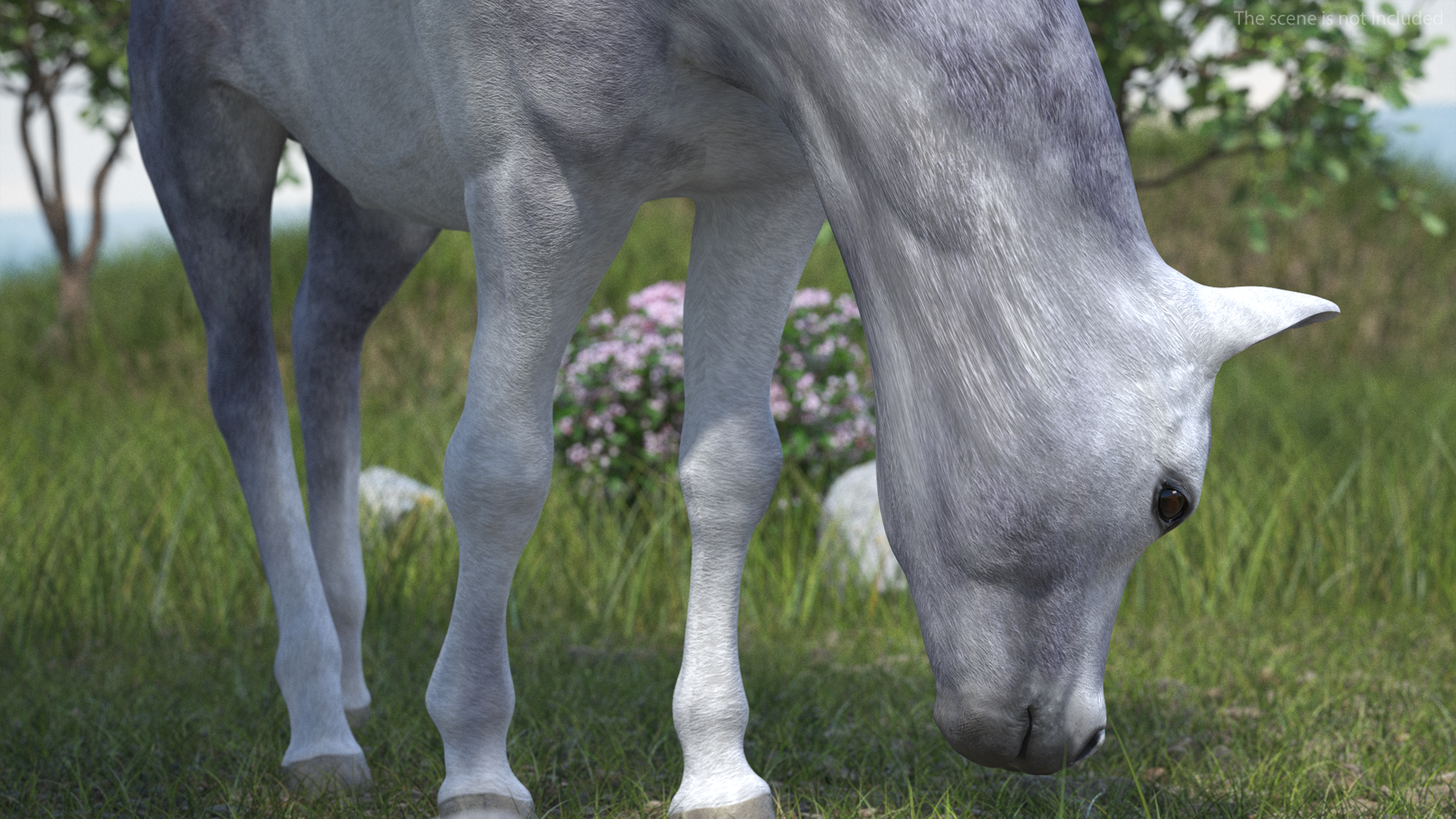 3D model White Shetland Pony in Grazing Pose