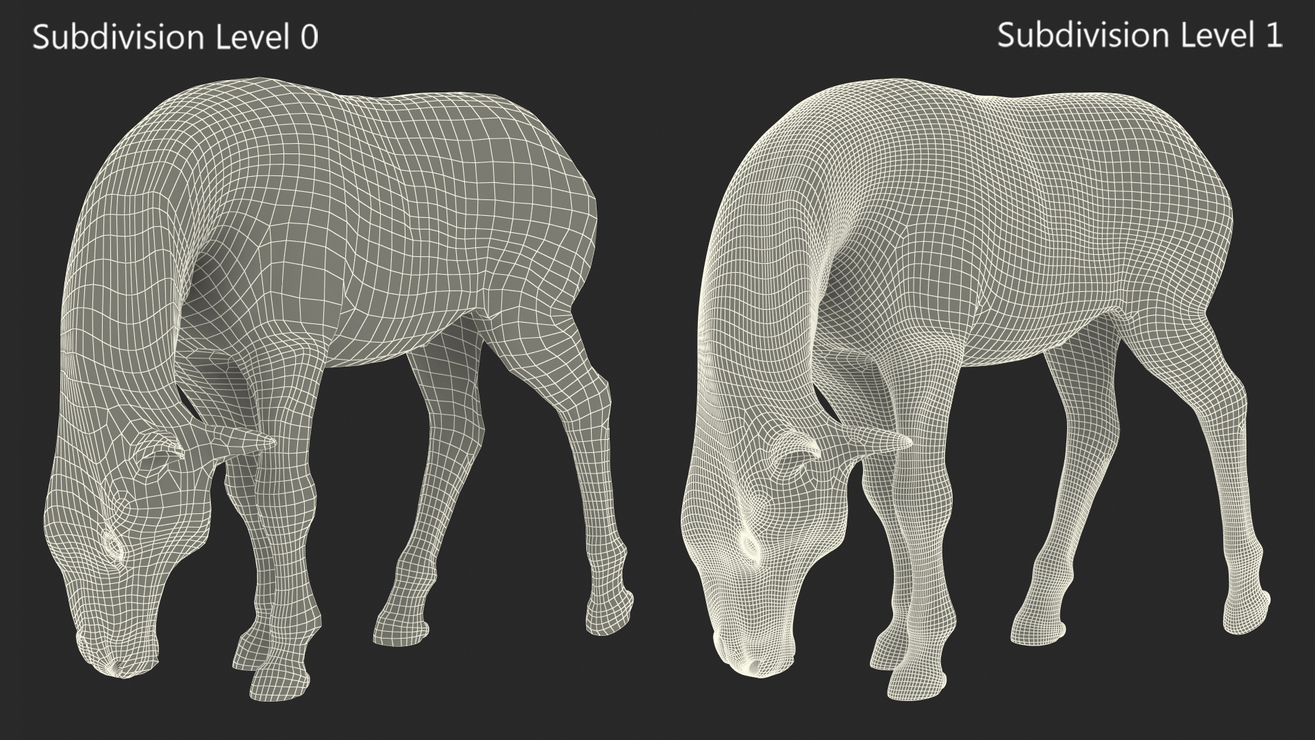 3D model White Shetland Pony in Grazing Pose