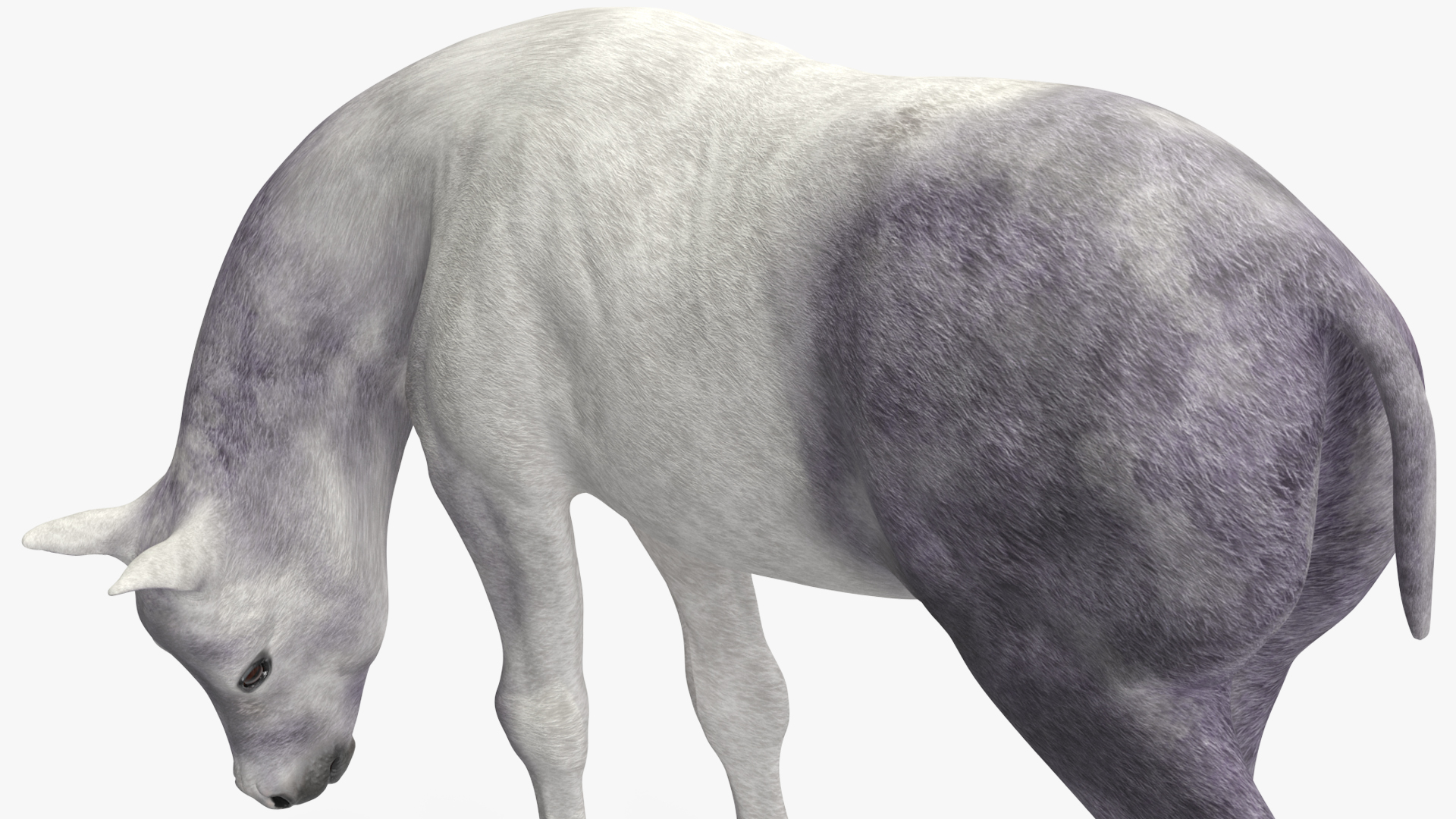 3D model White Shetland Pony in Grazing Pose