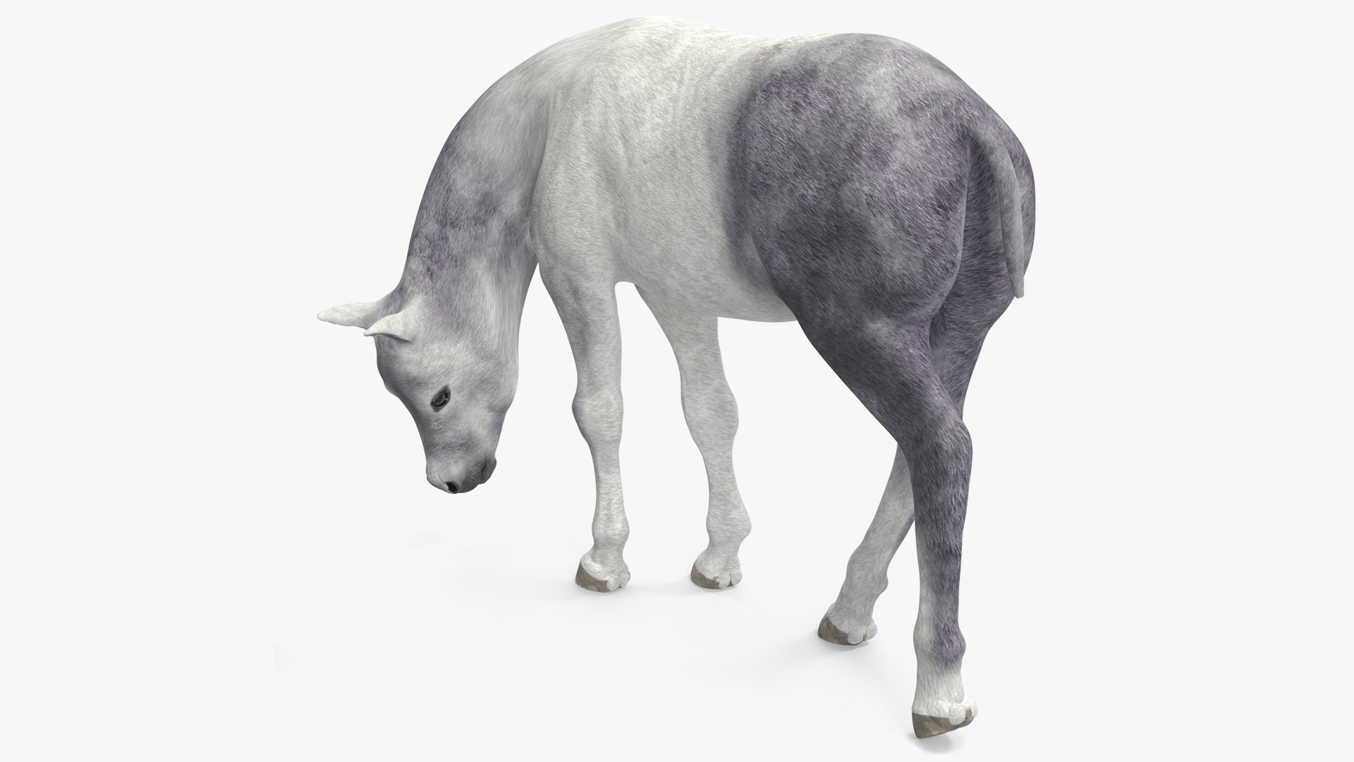 3D model White Shetland Pony in Grazing Pose