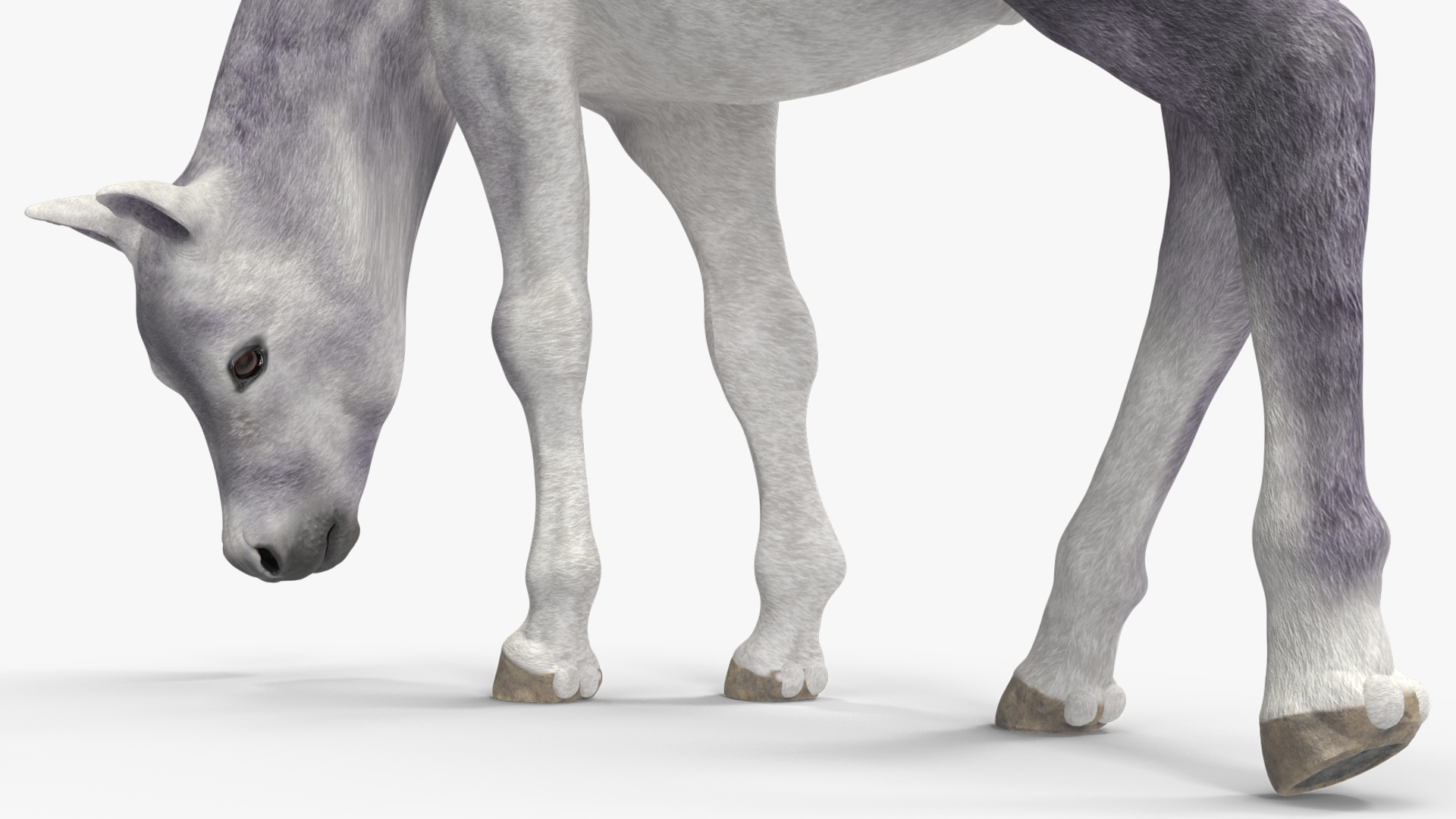 3D model White Shetland Pony in Grazing Pose