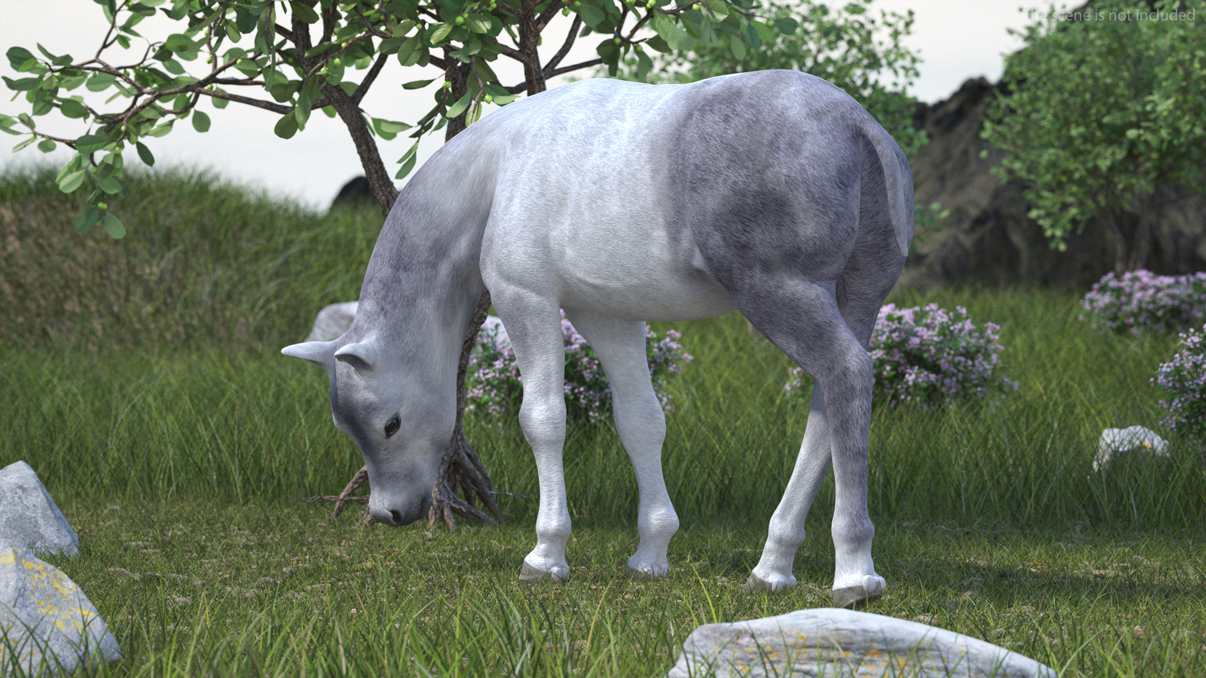 3D model White Shetland Pony in Grazing Pose