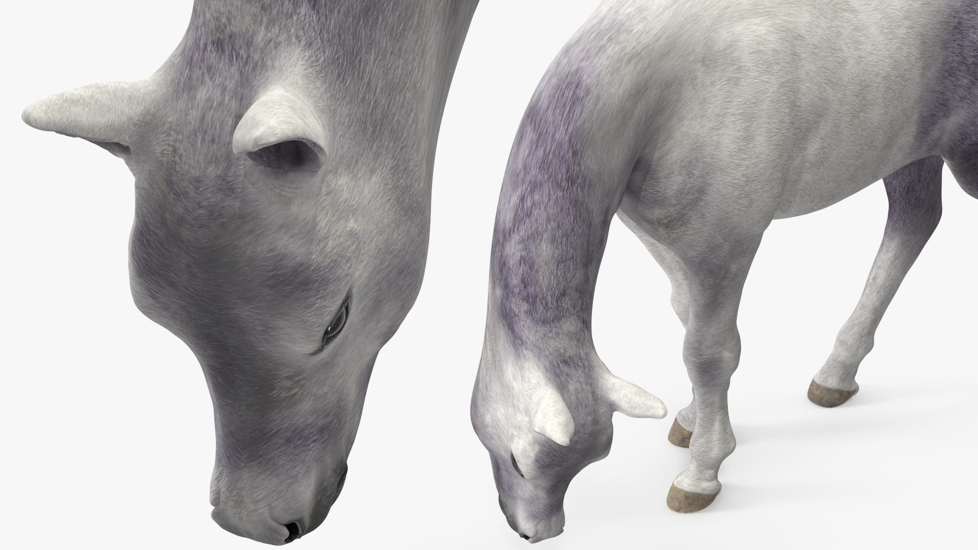 3D model White Shetland Pony in Grazing Pose