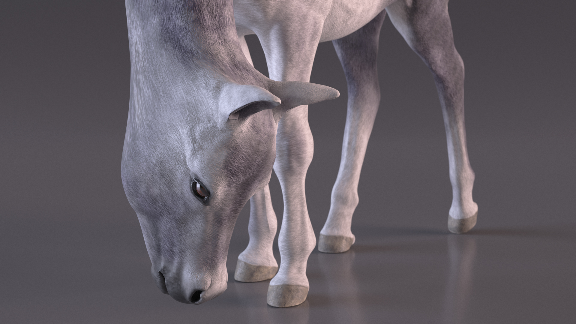 3D model White Shetland Pony in Grazing Pose