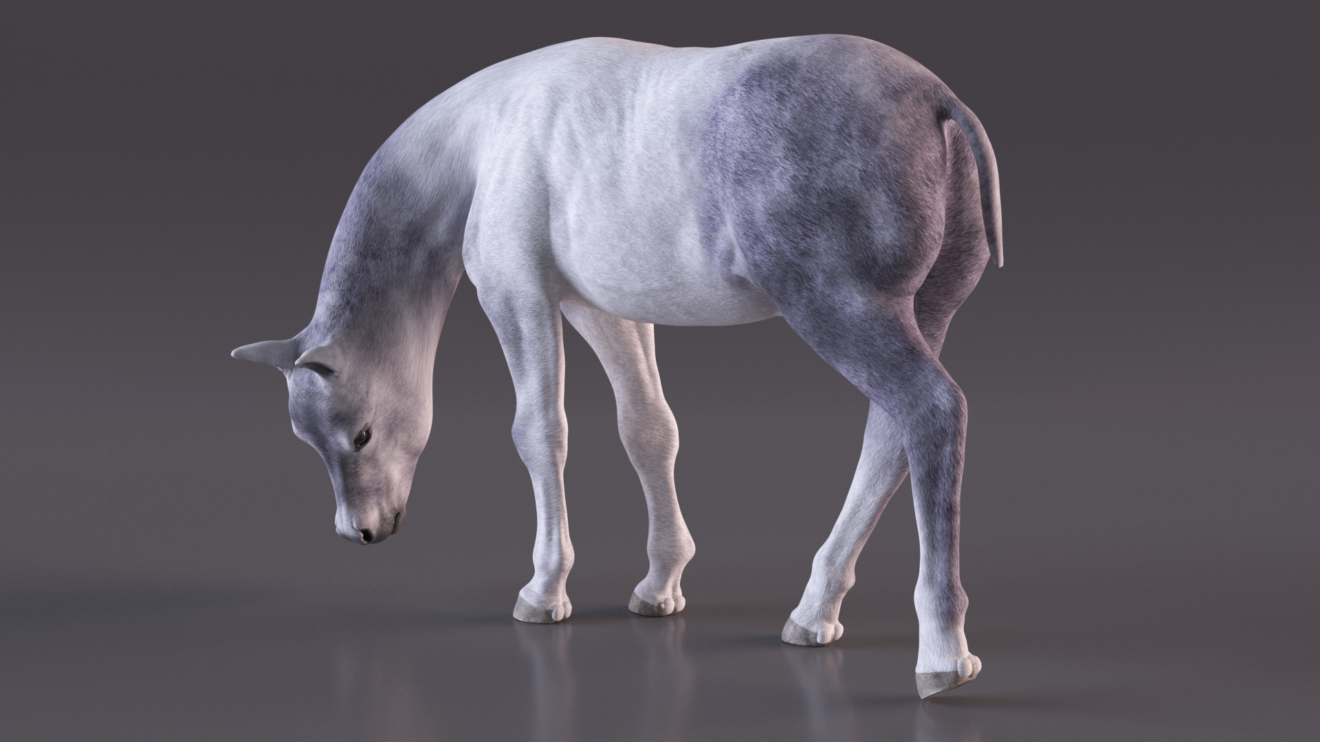 3D model White Shetland Pony in Grazing Pose