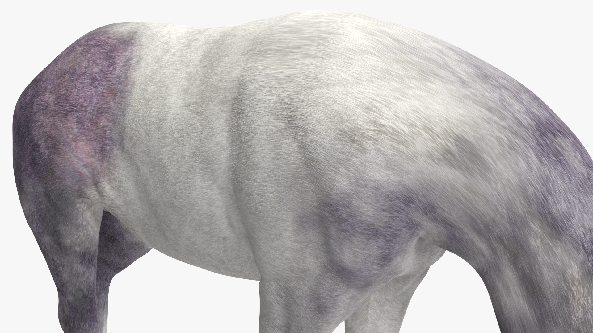 3D model White Shetland Pony in Grazing Pose