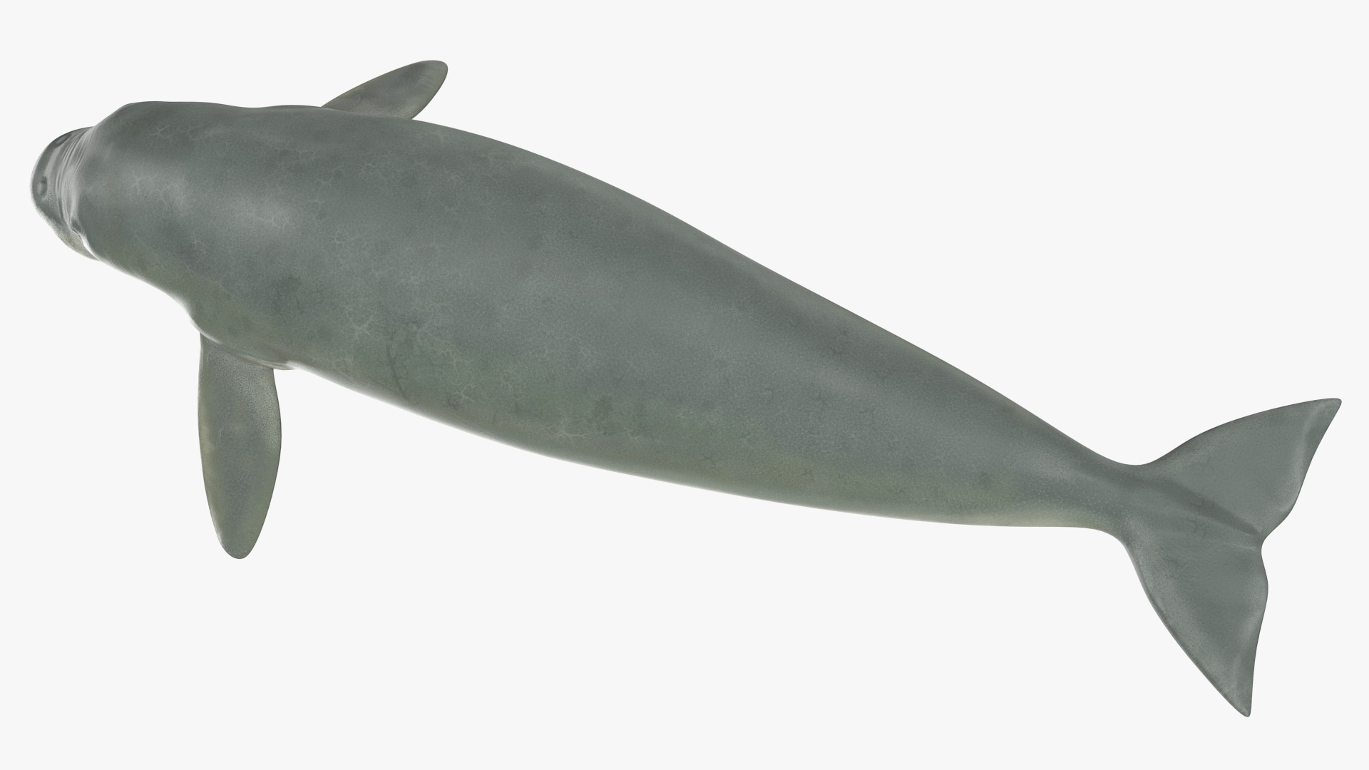 3D model Dugong