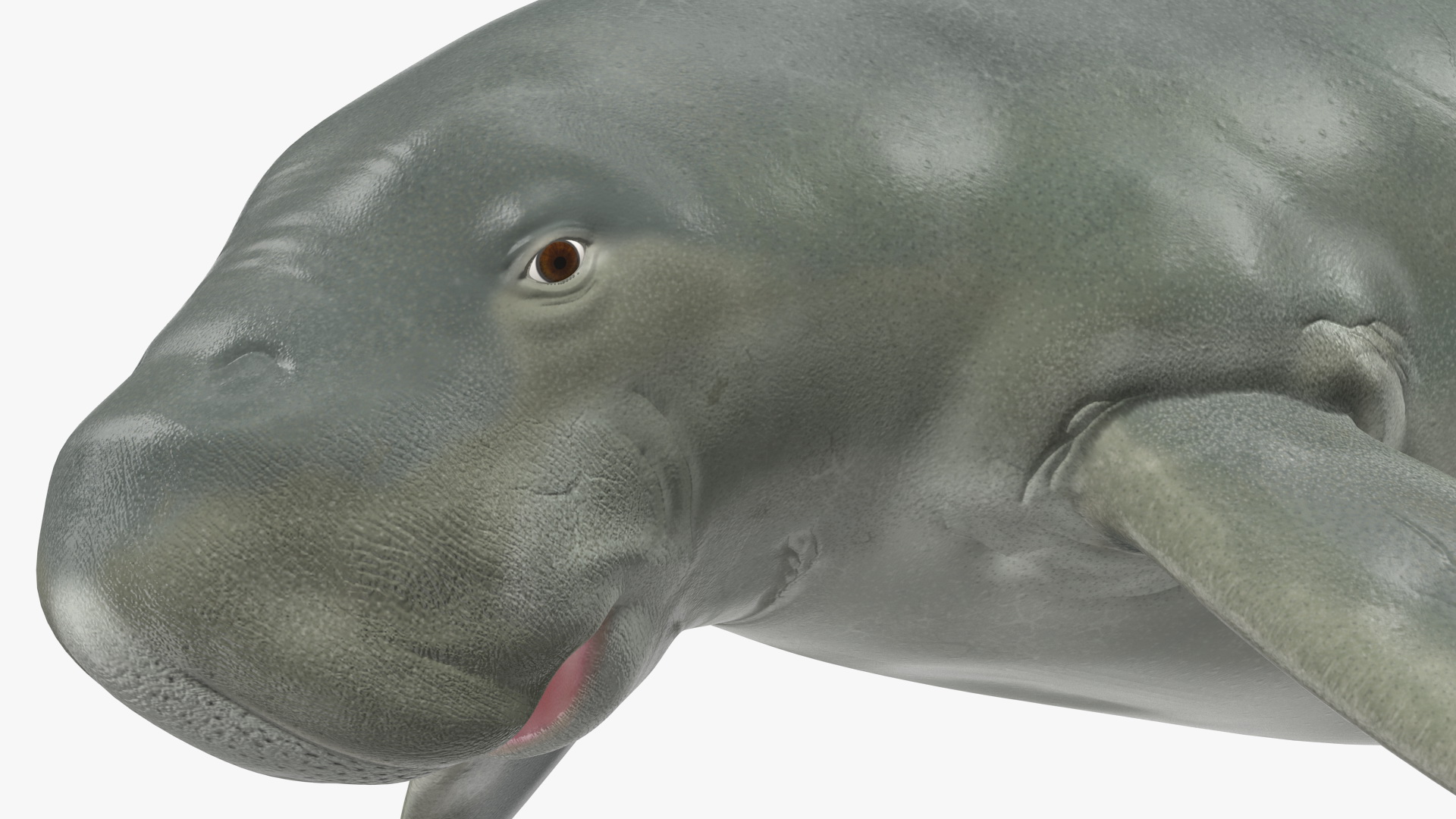 3D model Dugong