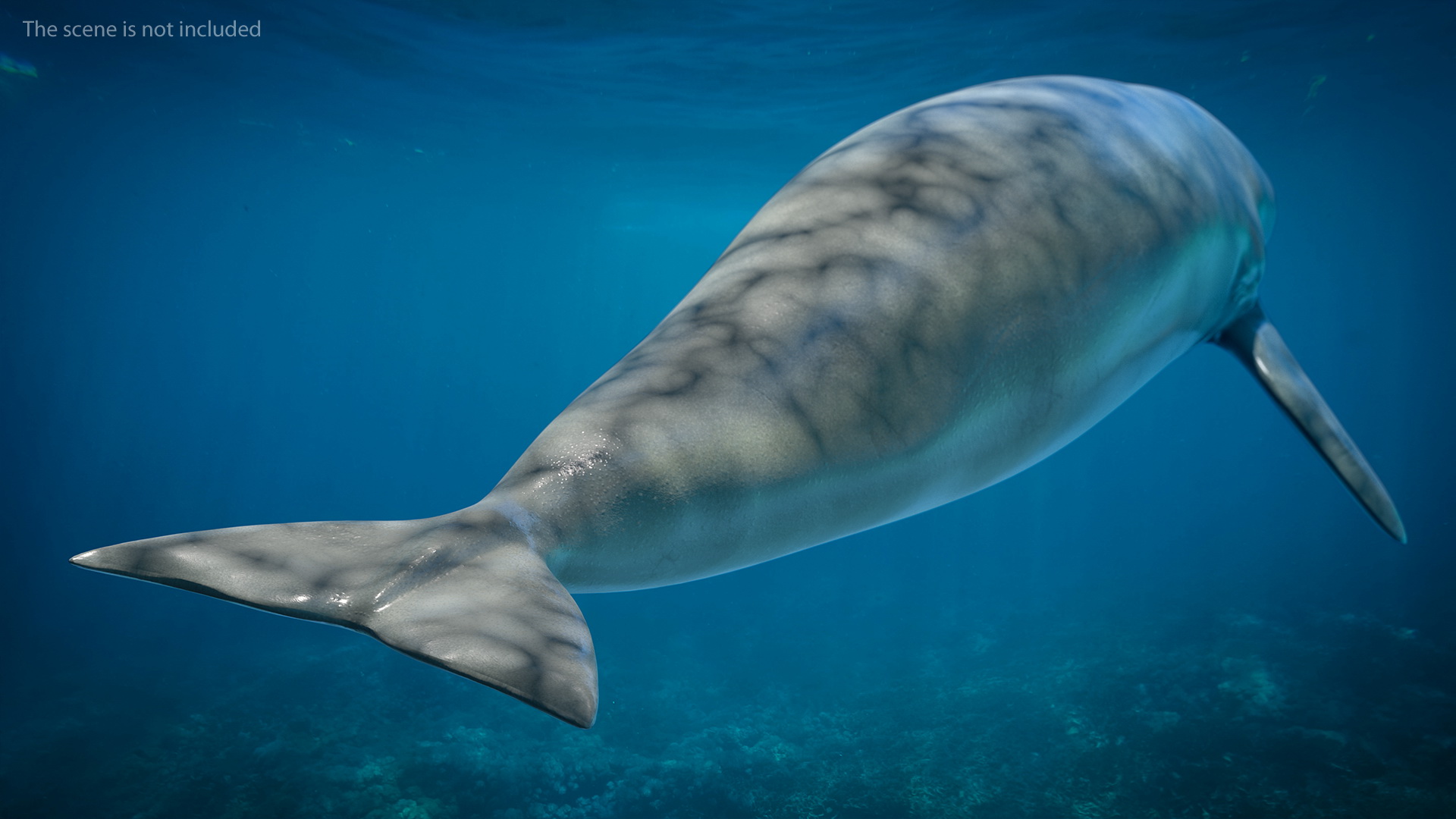 3D model Dugong