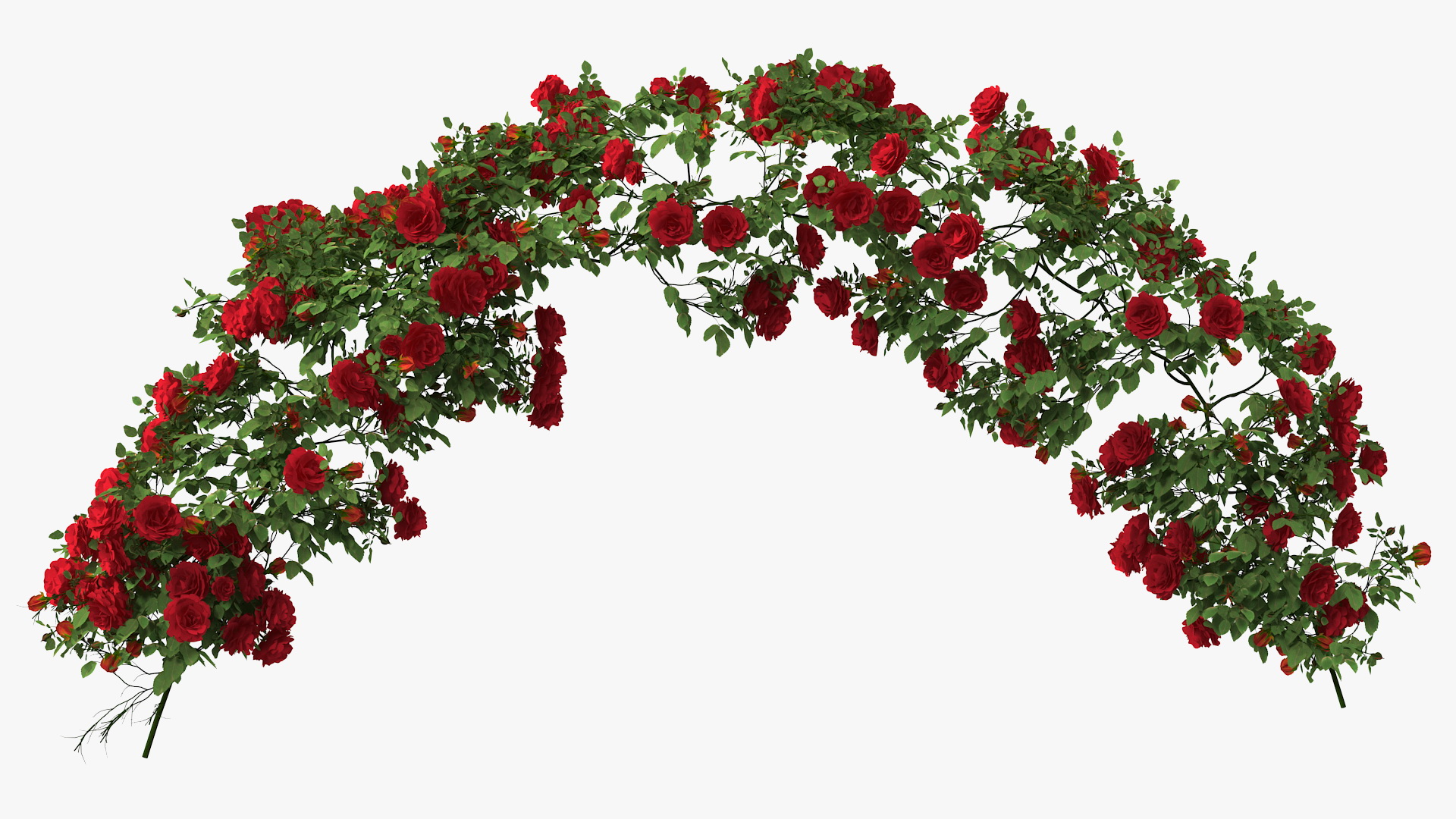 3D Branch Curly Roses model