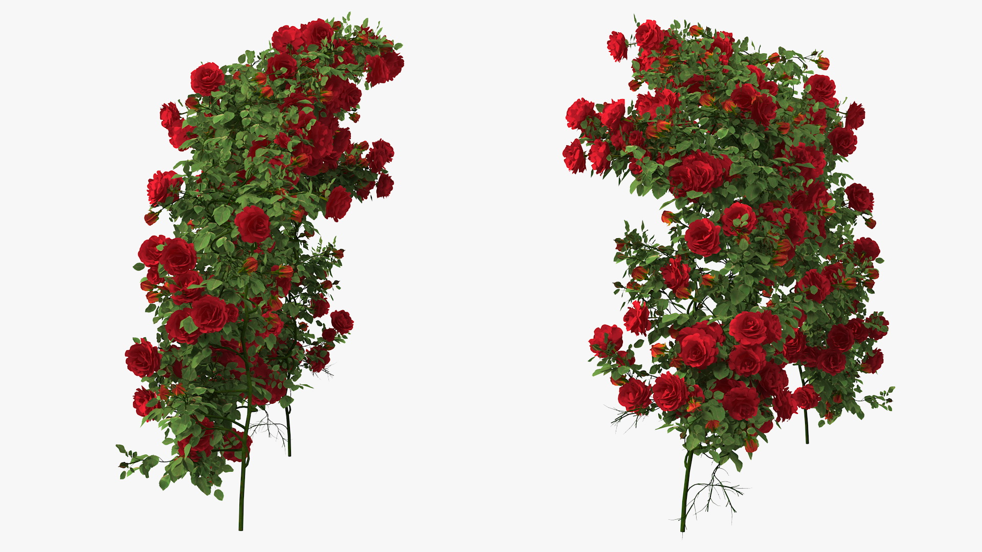 3D Branch Curly Roses model