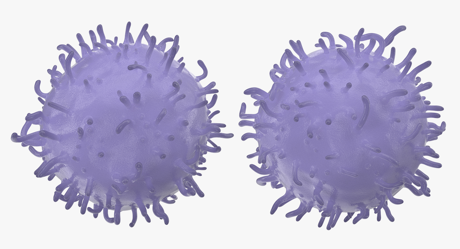 3D model Lymphocyte