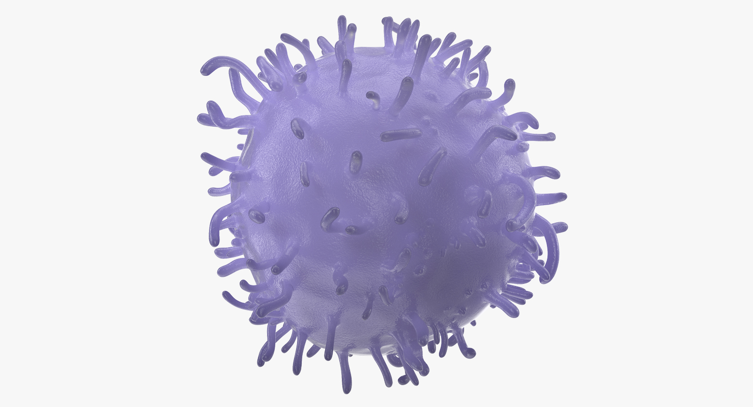 3D model Lymphocyte