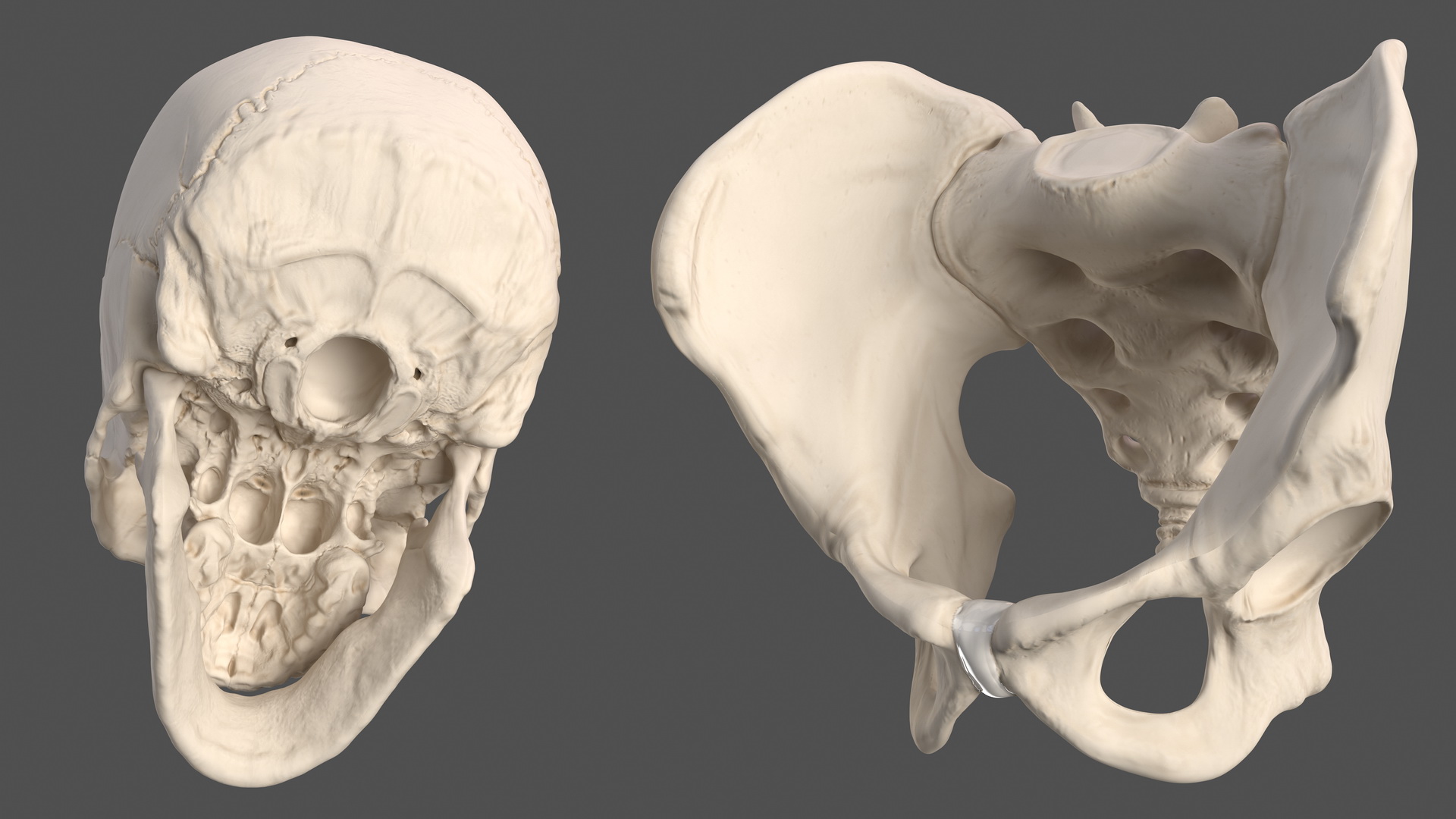 Male Skeleton and Cardiovascular System 3D model