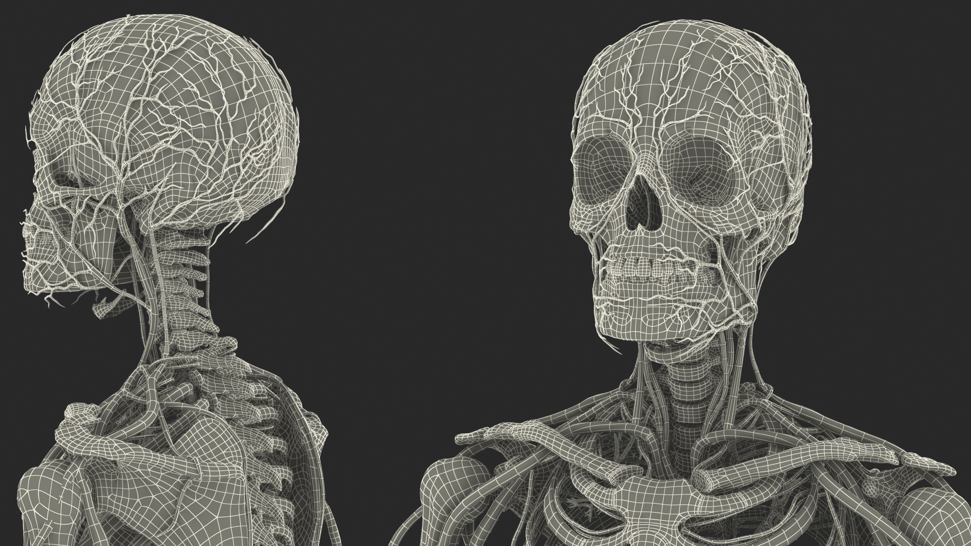 Male Skeleton and Cardiovascular System 3D model