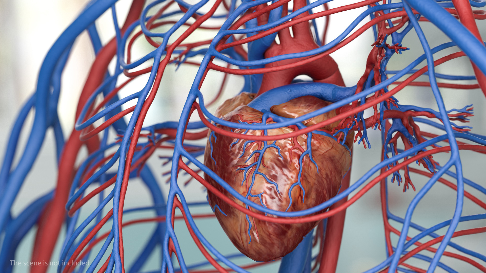 Male Skeleton and Cardiovascular System 3D model