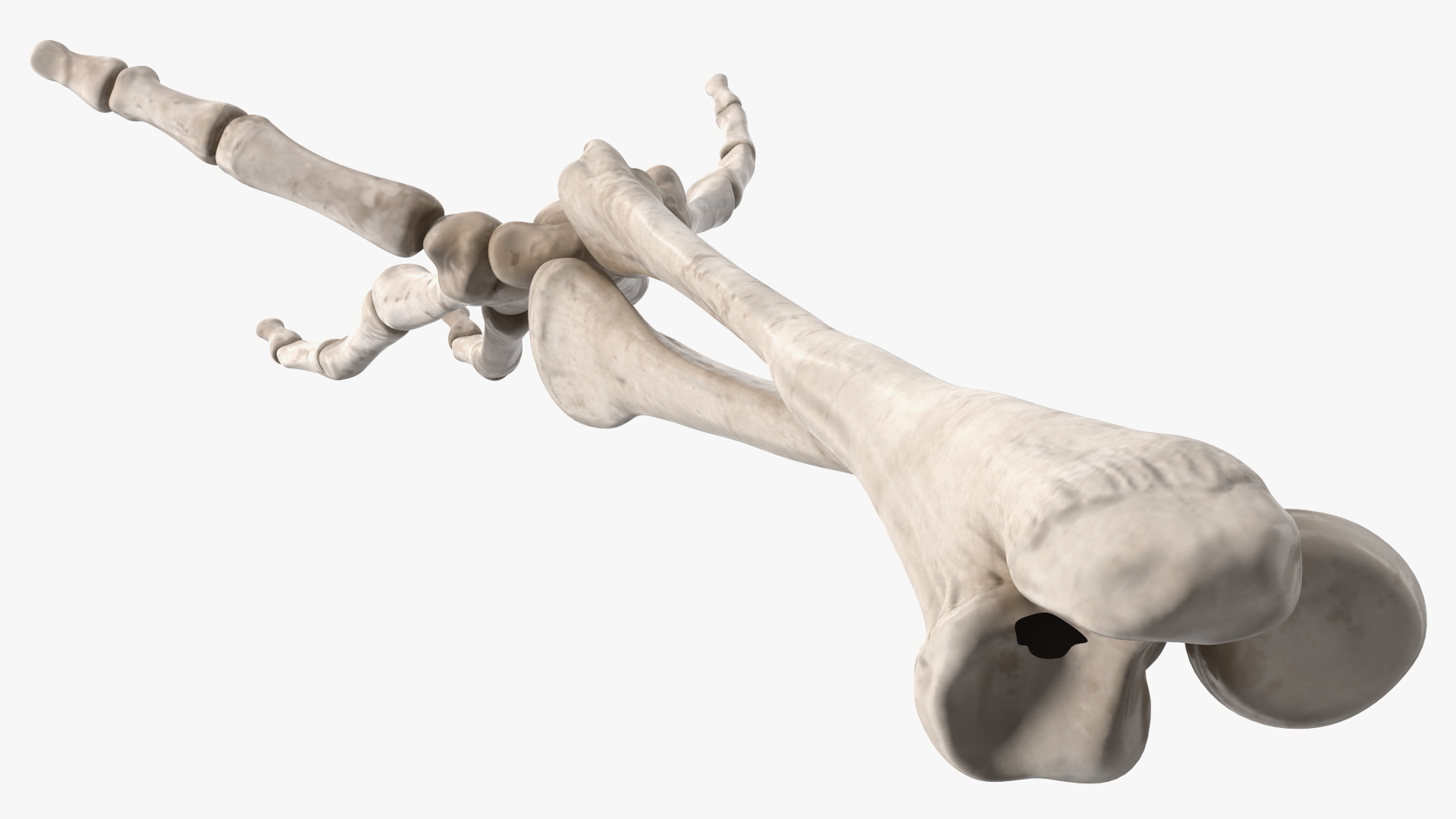 Skeleton Arm 3D