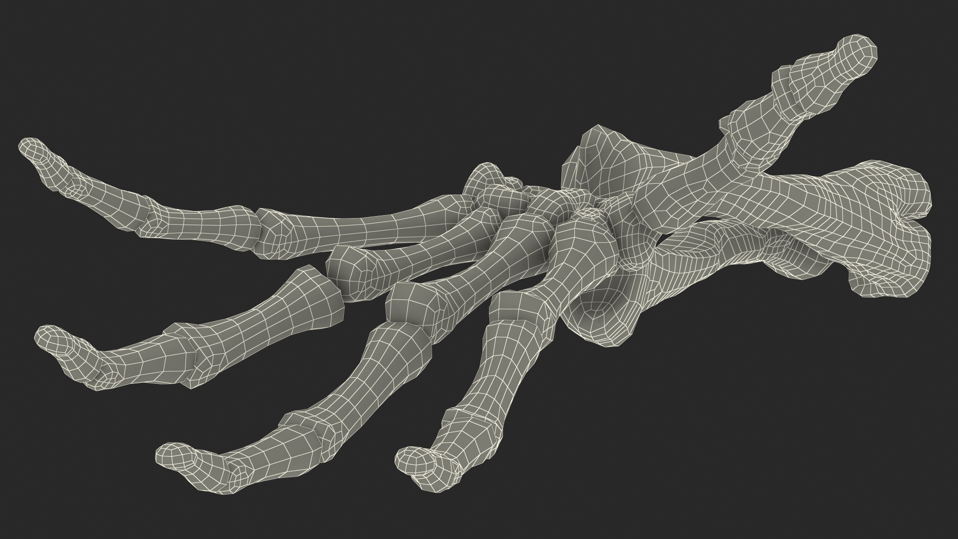 Skeleton Arm 3D