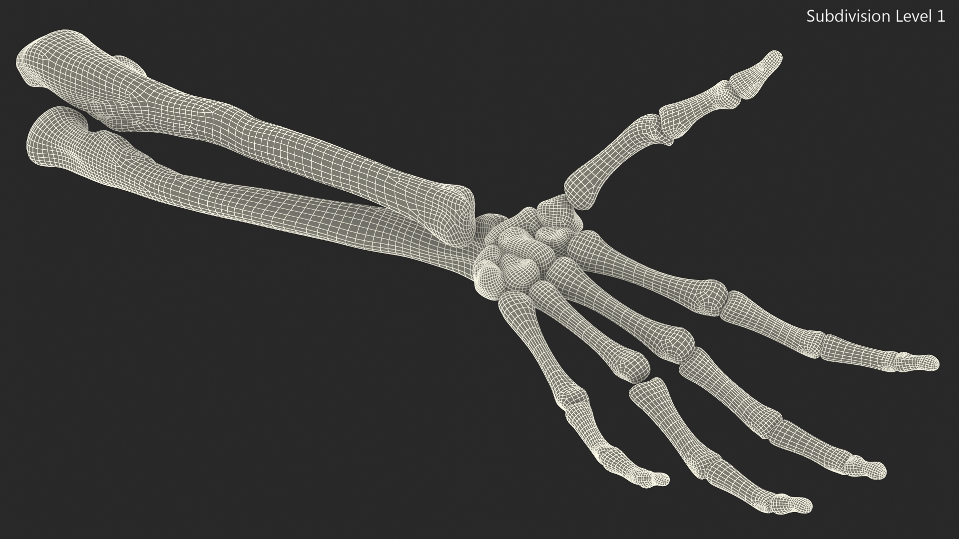 Skeleton Arm 3D