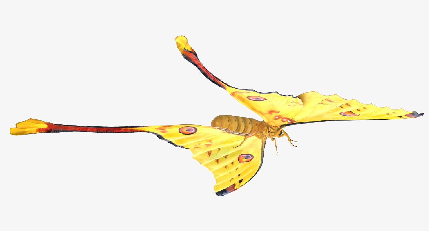 3D model Comet Moth