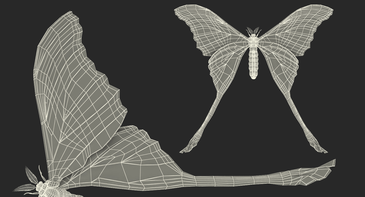 3D model Comet Moth