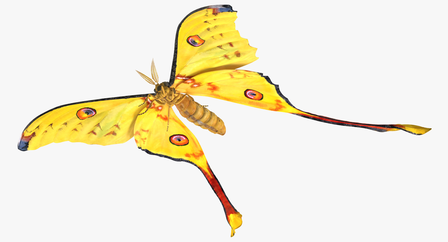 3D model Comet Moth