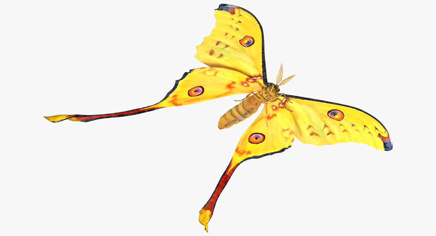 3D model Comet Moth