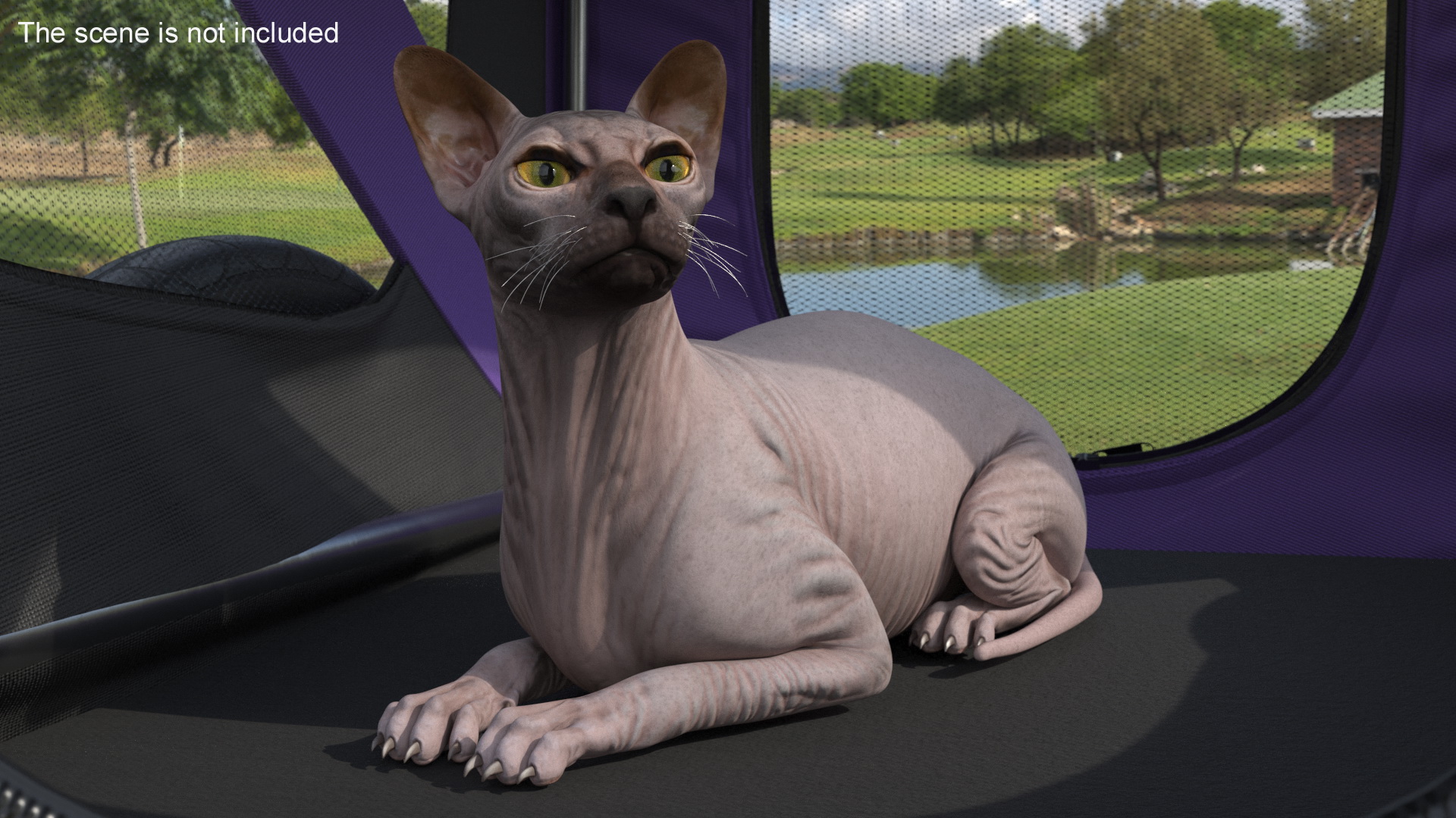 3D Bicycle Pet Trailer Violet with Sphynx model