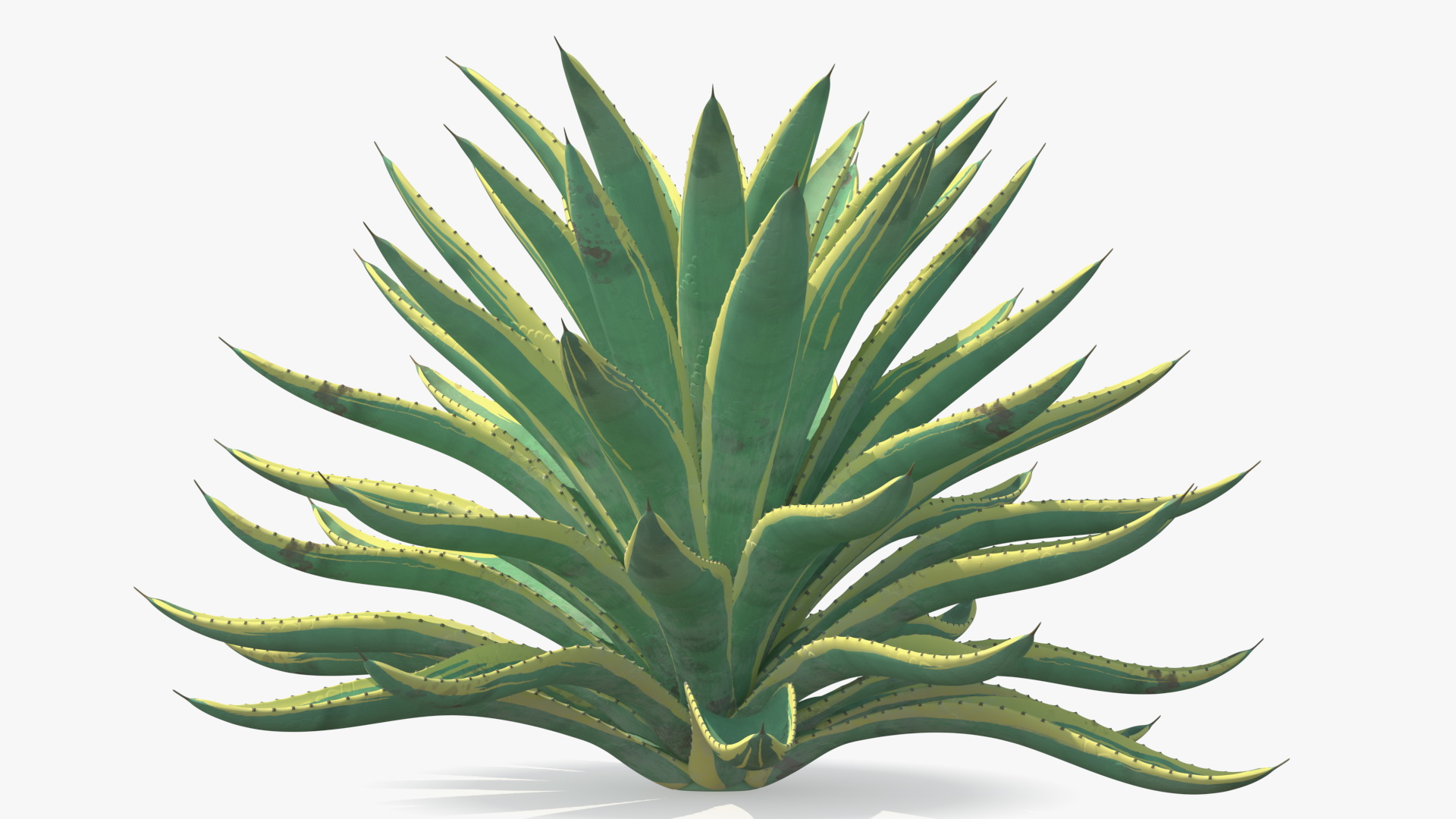 3D Big Agave Americana Century Plant model