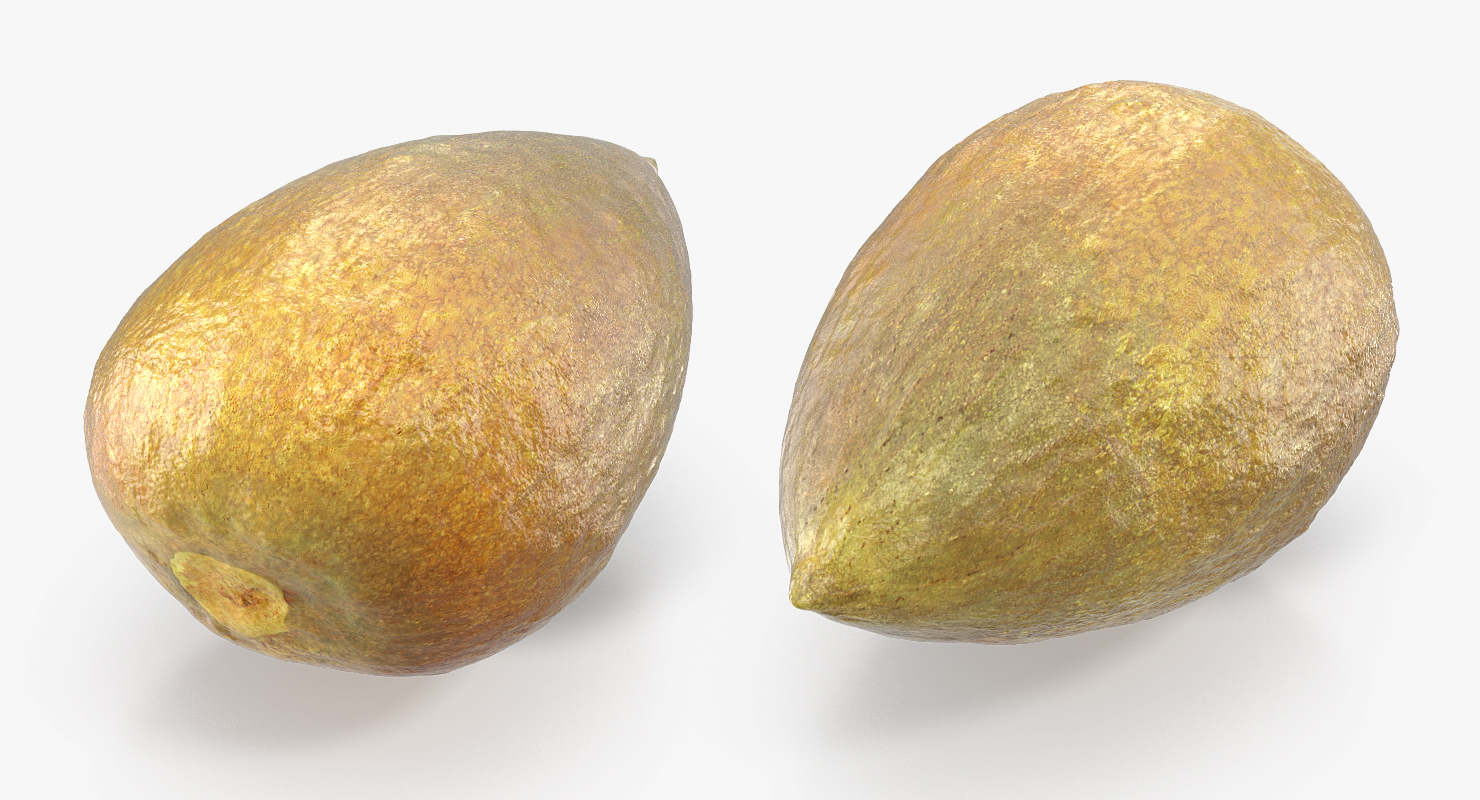 Avocado Seed 3D