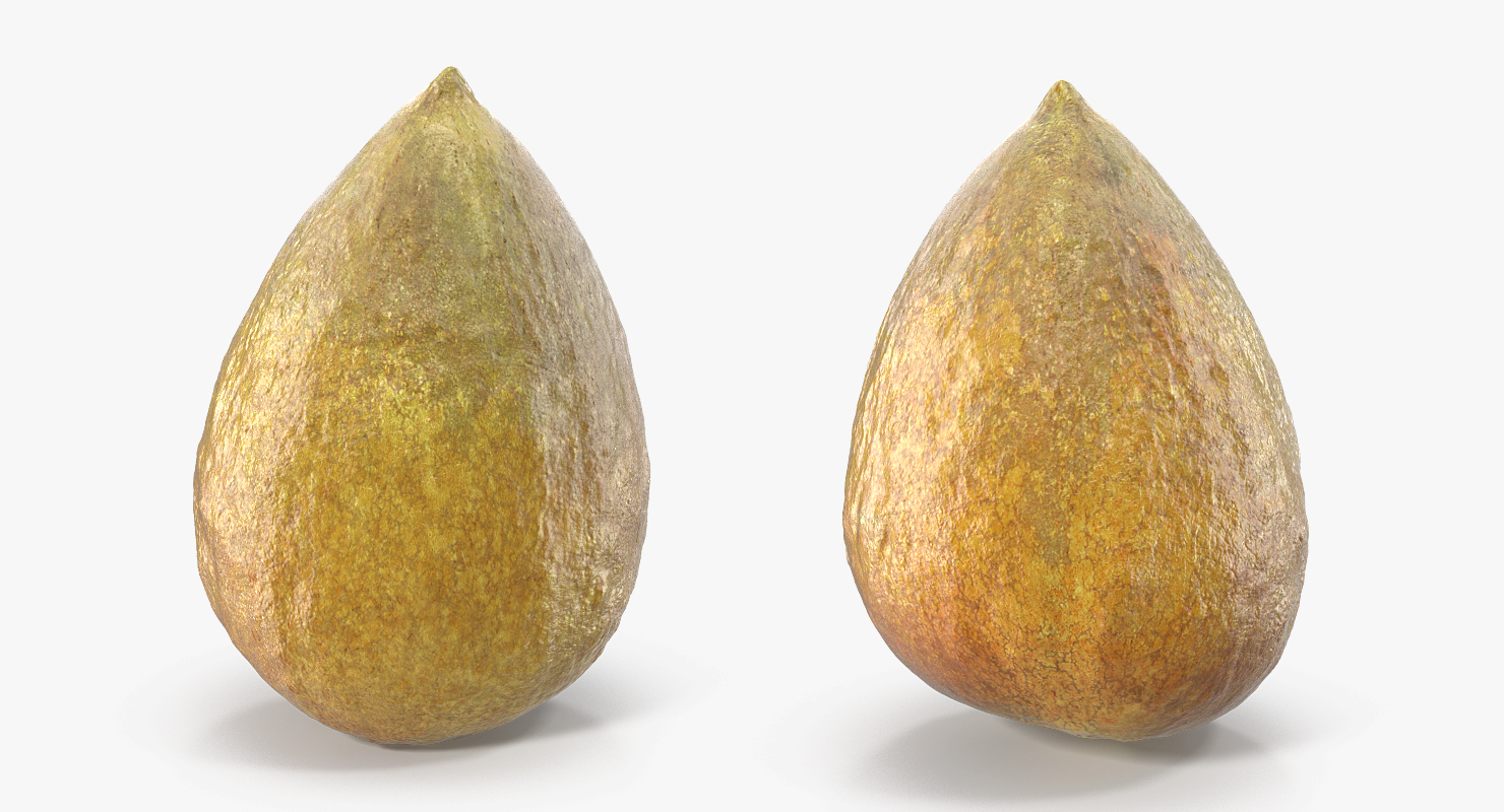 Avocado Seed 3D