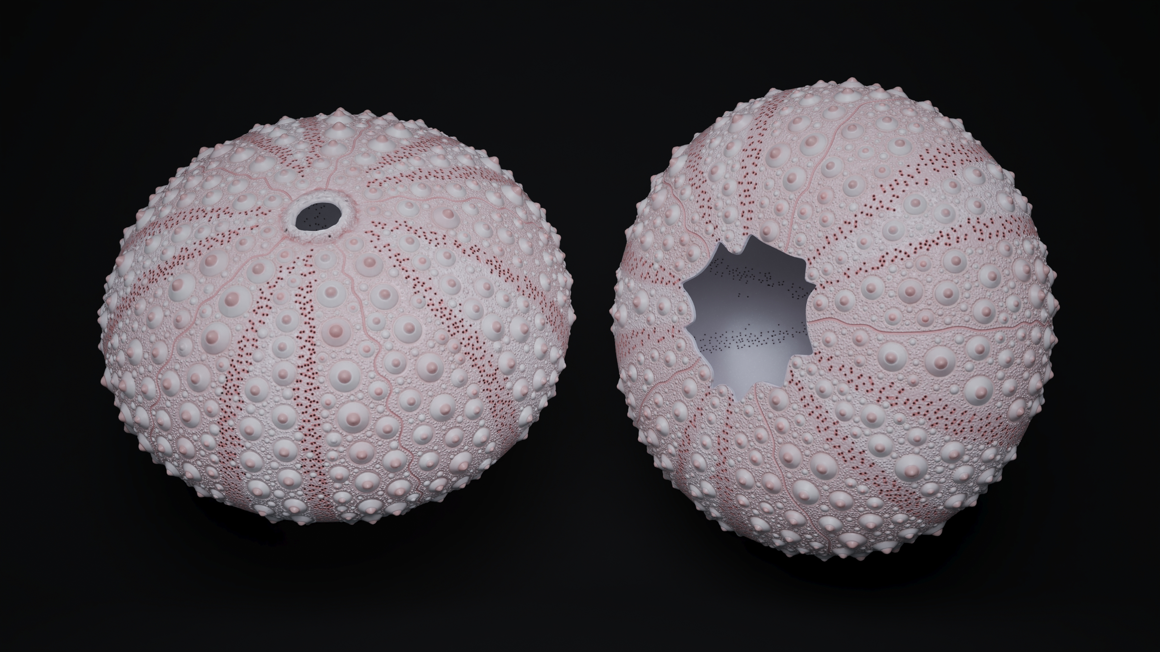 Cornish Sea Urchin Shell Pink 3D model