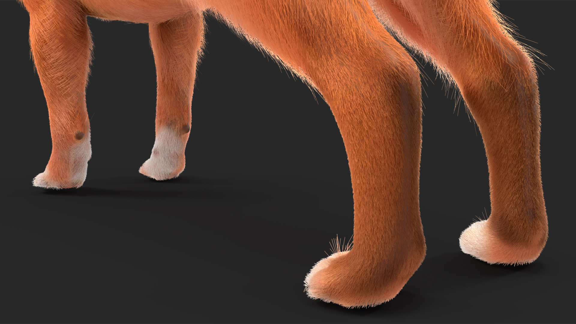 Chihuahua Dog Rigged Fur 3D model