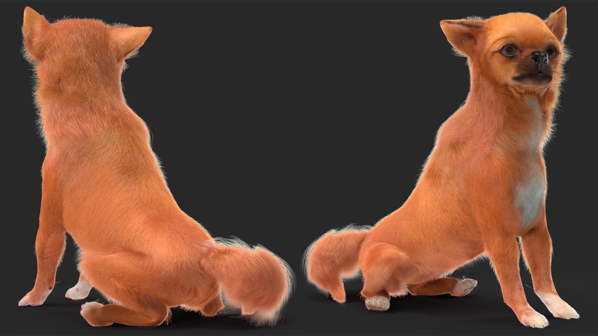 Chihuahua Dog Rigged Fur 3D model