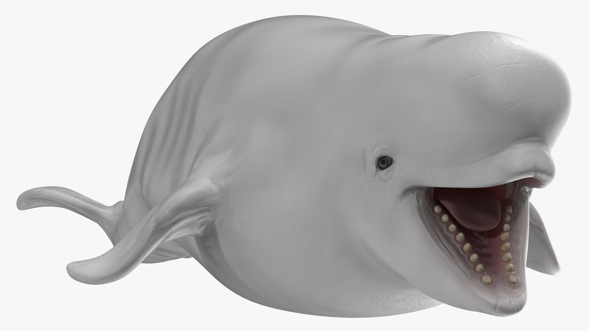 3D Beluga Whale Young model