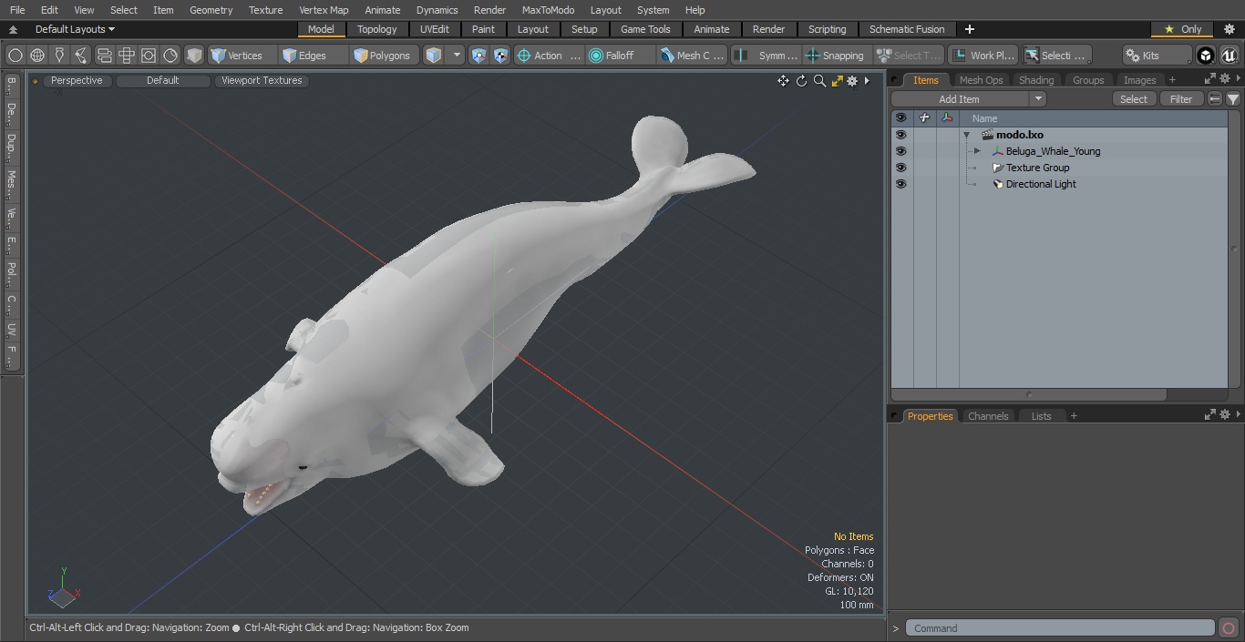 3D Beluga Whale Young model