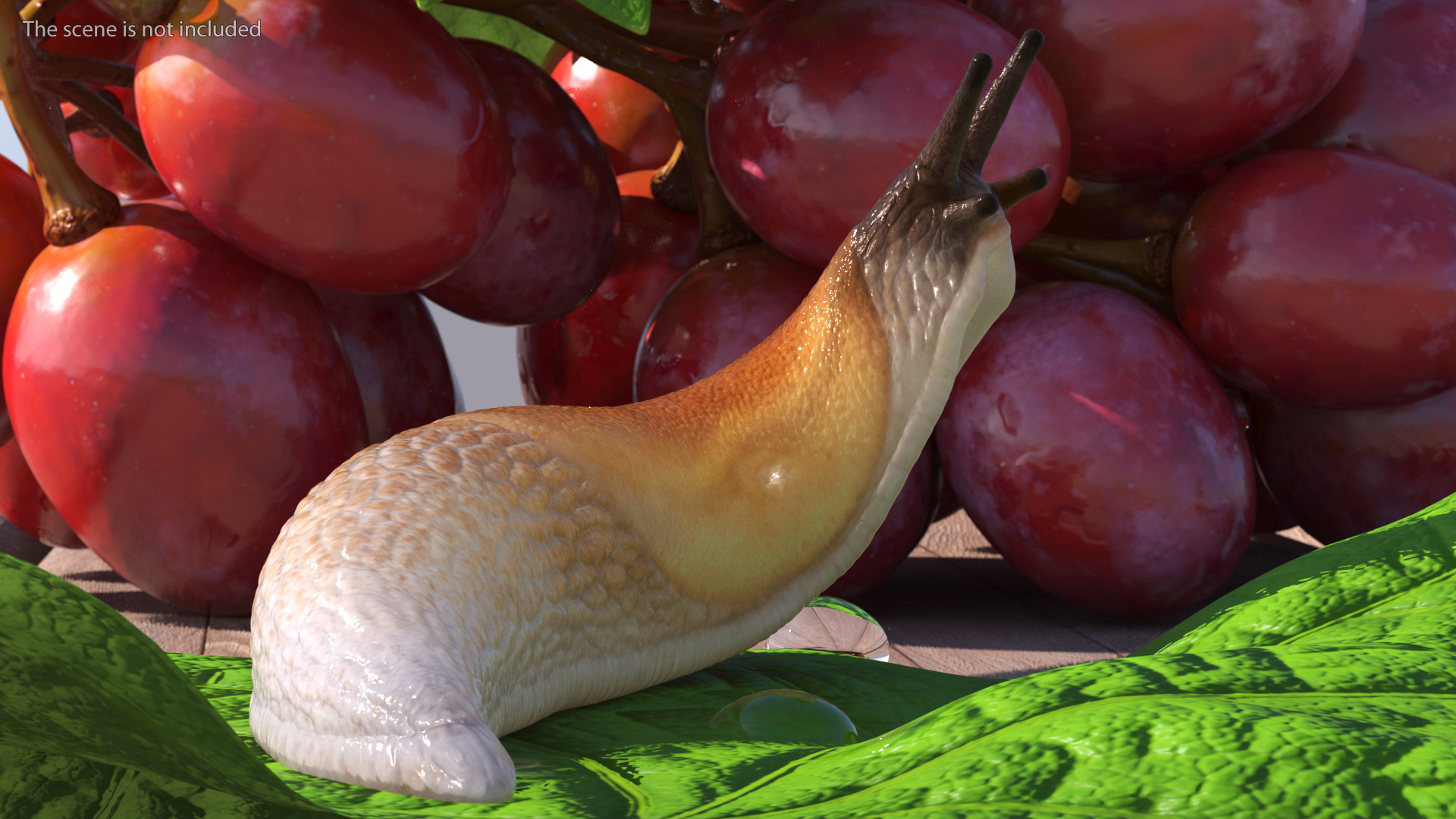 3D Spanish Slug Rigged for Cinema 4D model