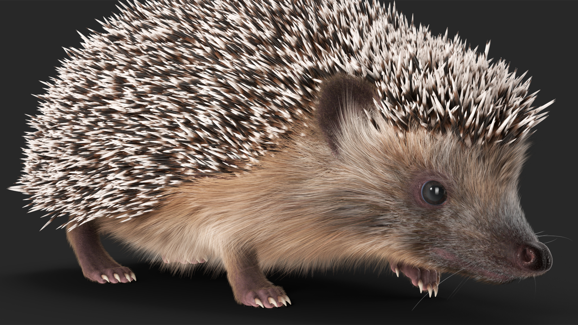 3D Walk Black Hedgehog Fur model