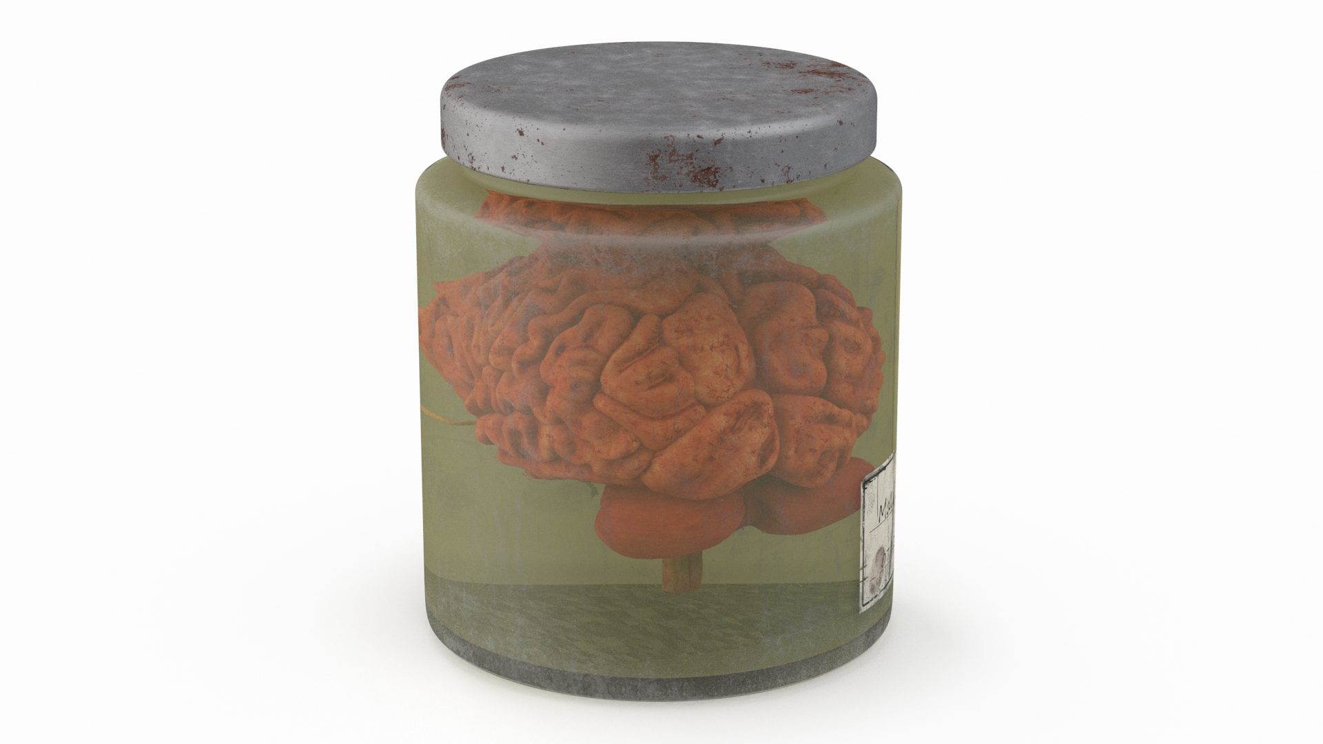 3D Human Brain in Old Glass Jar model