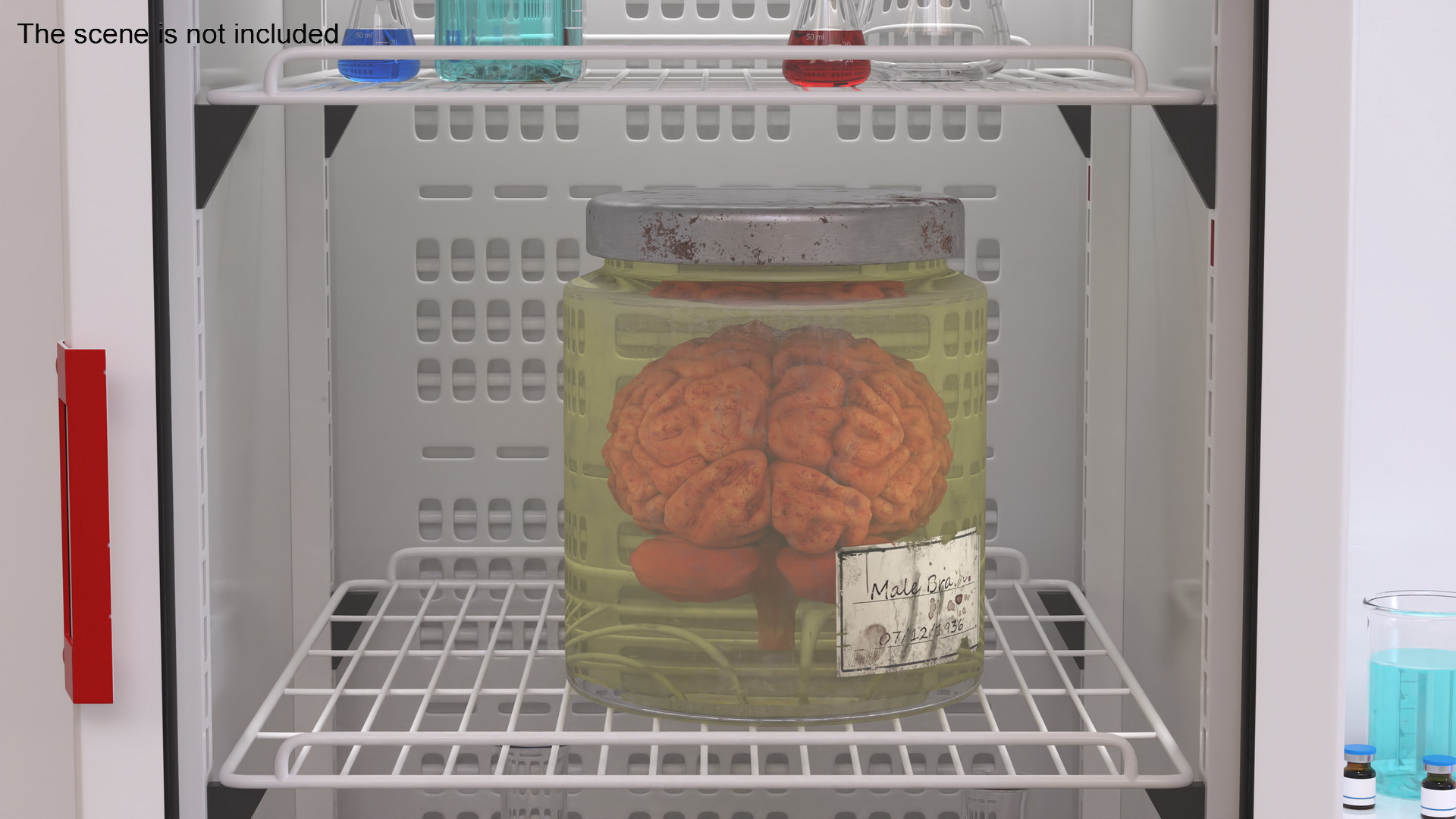 3D Human Brain in Old Glass Jar model